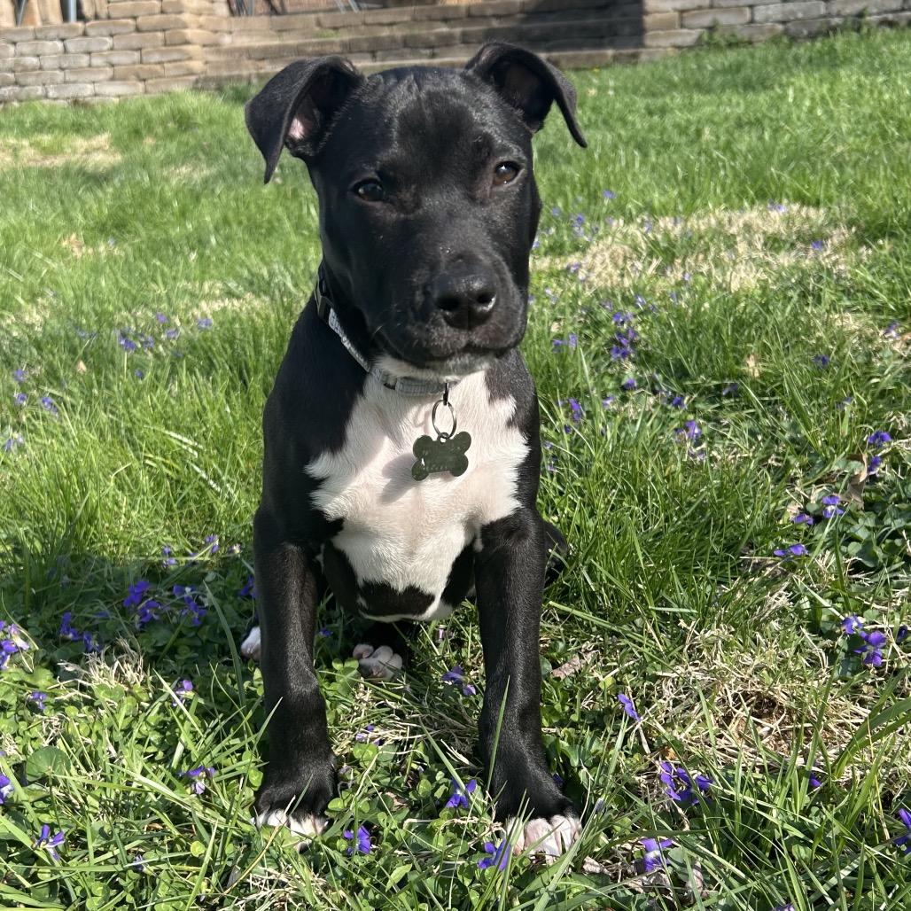 Enlarge Aurora, a Adoptable Terrier in La Grange, KY image 1/6