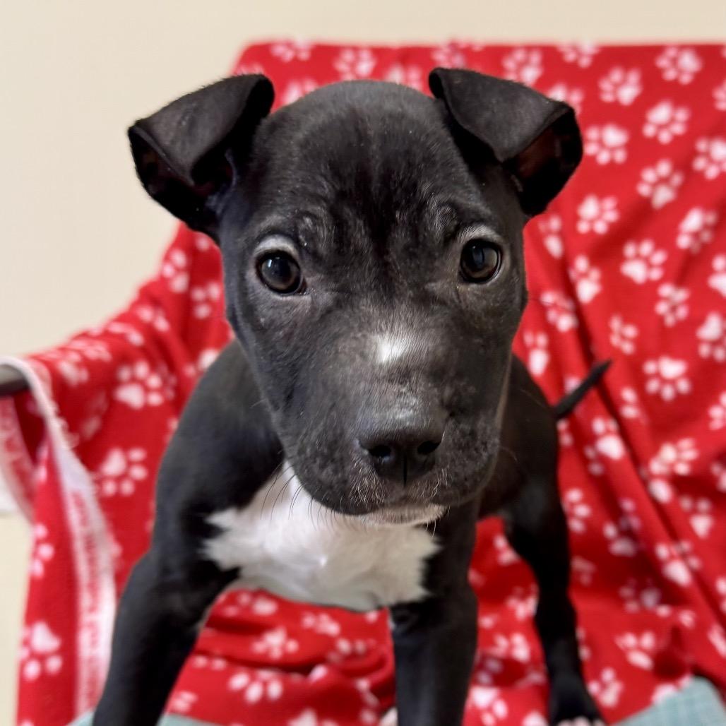 Layla, Adoptable, Puppy Female Terrier.