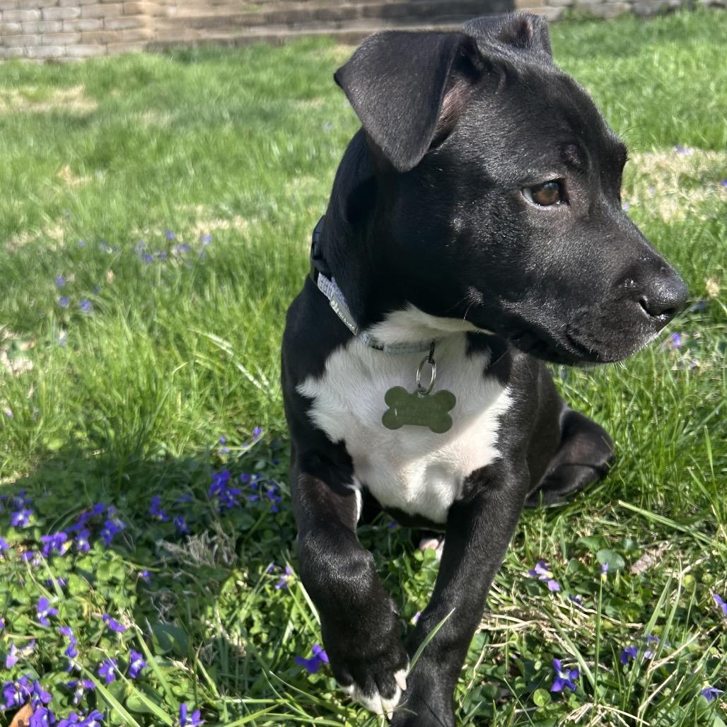 Enlarge Aurora, a Adoptable mixed breed in La Grange, KY image 4/5