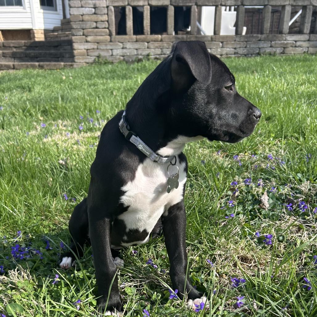 Enlarge Aurora, a Adoptable mixed breed in La Grange, KY image 5/5