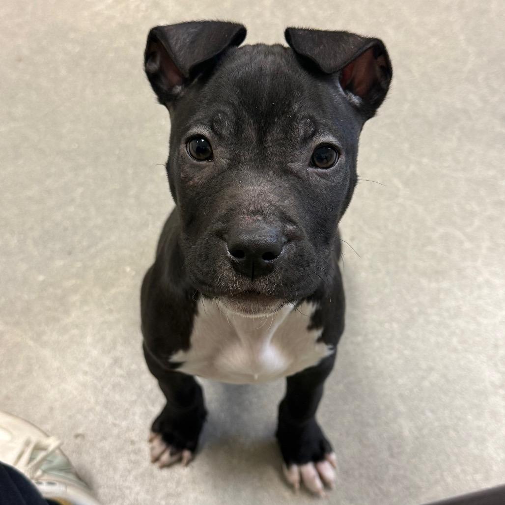 Enlarge Layla, a Adoptable Terrier in La Grange, KY image 4/6