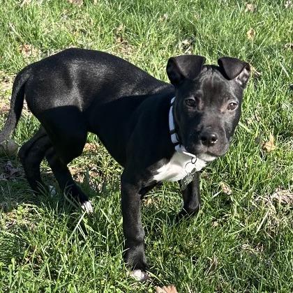 Enlarge Aurora, a Adoptable Terrier in La Grange, KY image 6/6