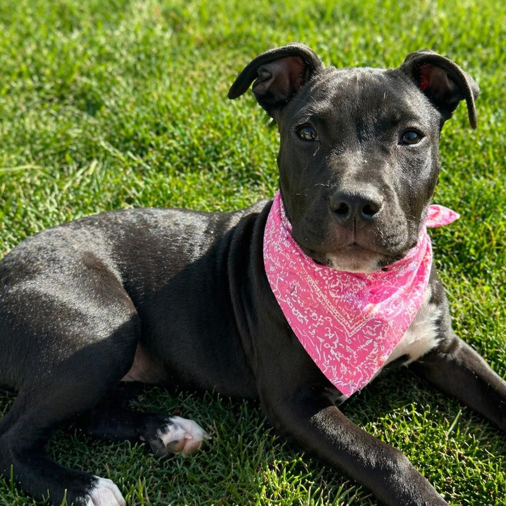 Enlarge Aurora, a Adoptable mixed breed in La Grange, KY image 1/5