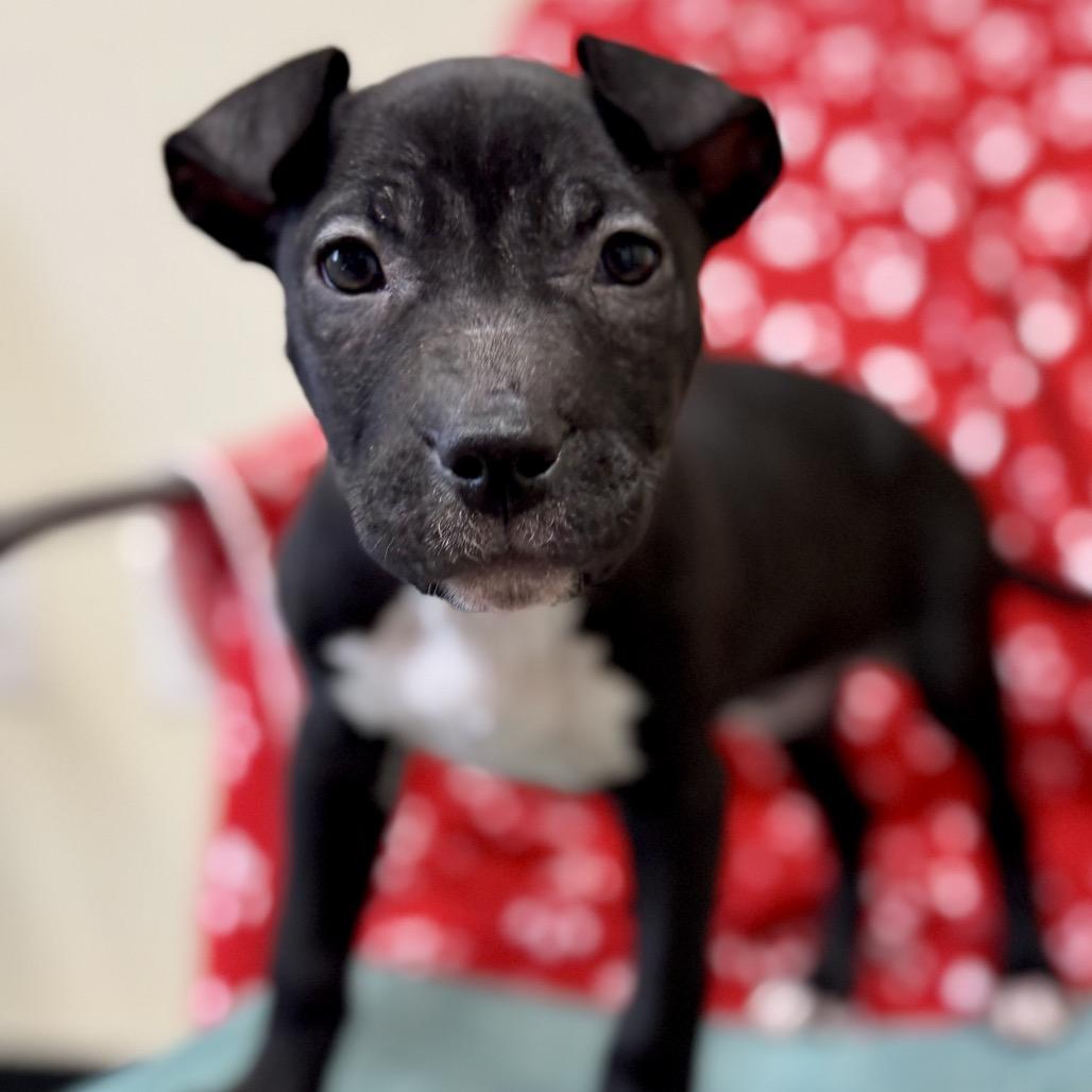 Enlarge Layla, a Adoptable Terrier in La Grange, KY image 5/6