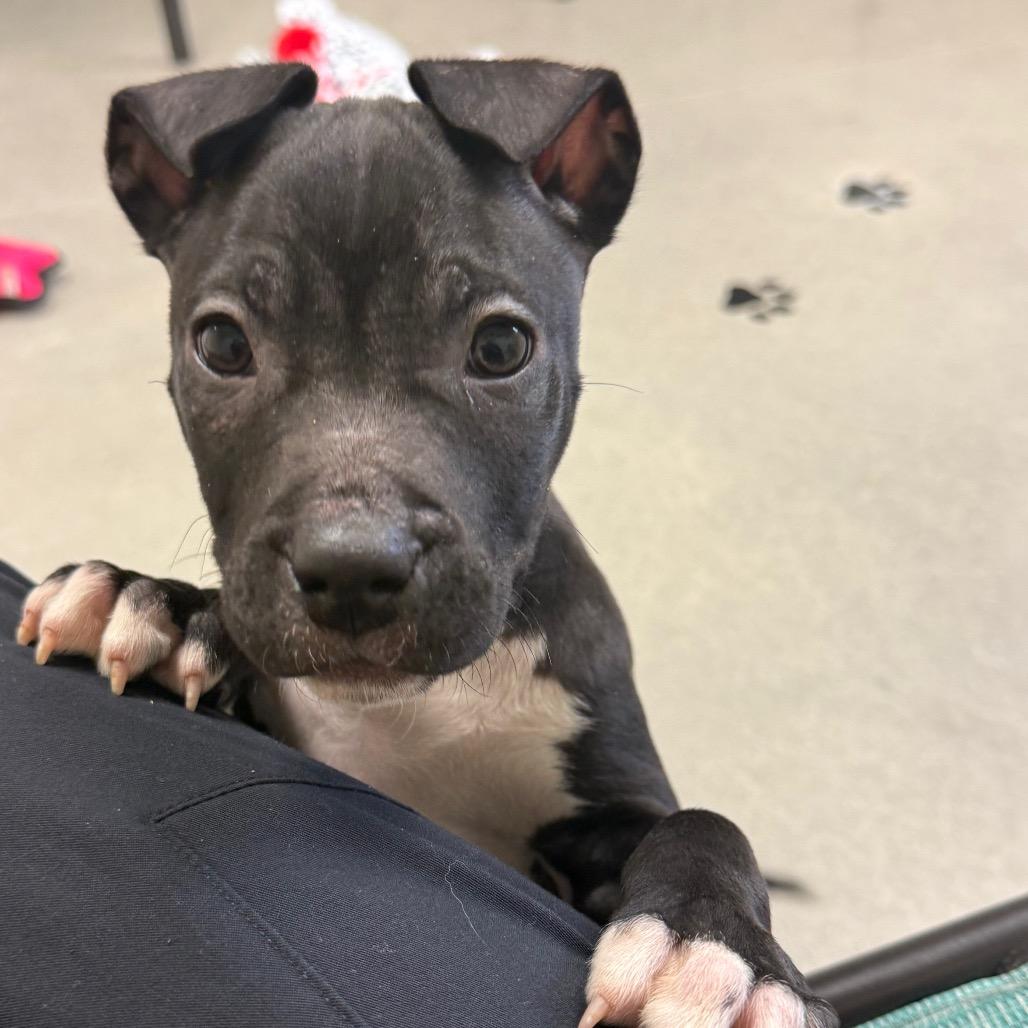 Enlarge Layla, a Adoptable Terrier in La Grange, KY image 6/6