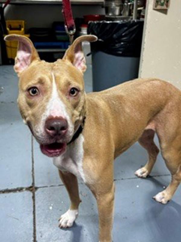 26-08-2308 Charlotte, Adoptable, Adult Female Pit Bull Terrier.