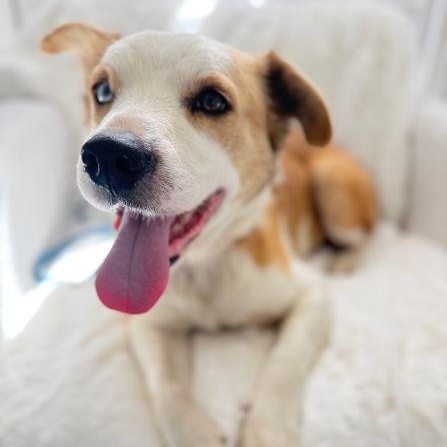 Duke, adopted, Adult Male Border Collie.