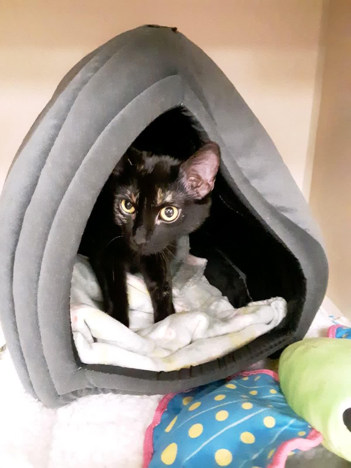 Clover and Paddy- Bonded Pair, an adopted Domestic Short Hair in Pueblo, CO image 2/5