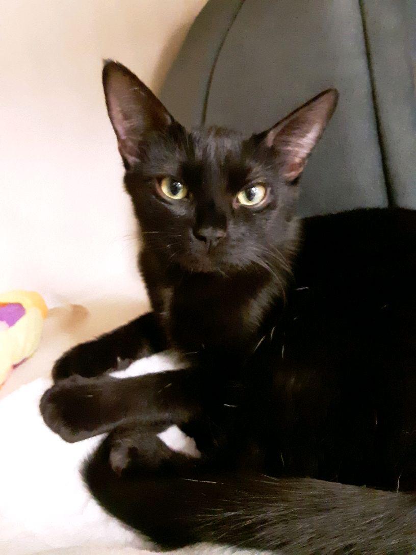 Clover and Paddy- Bonded Pair, an adopted Domestic Short Hair in Pueblo, CO image 1/5
