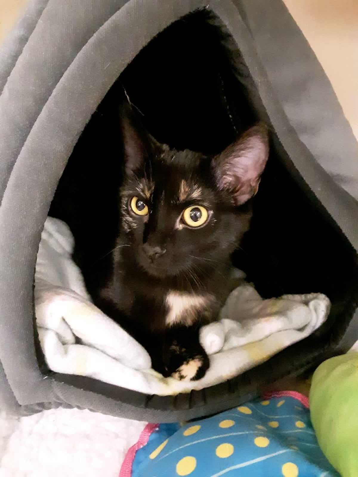 Clover and Paddy- Bonded Pair, an adopted Domestic Short Hair in Pueblo, CO image 5/5