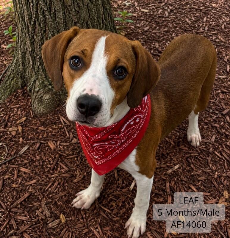 Leaf, a Adoptable mixed breed in Supply, NC image 1/2