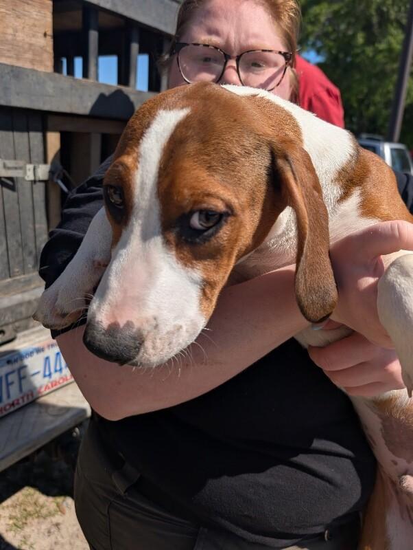 Leaf, a Adoptable mixed breed in Supply, NC image 2/2