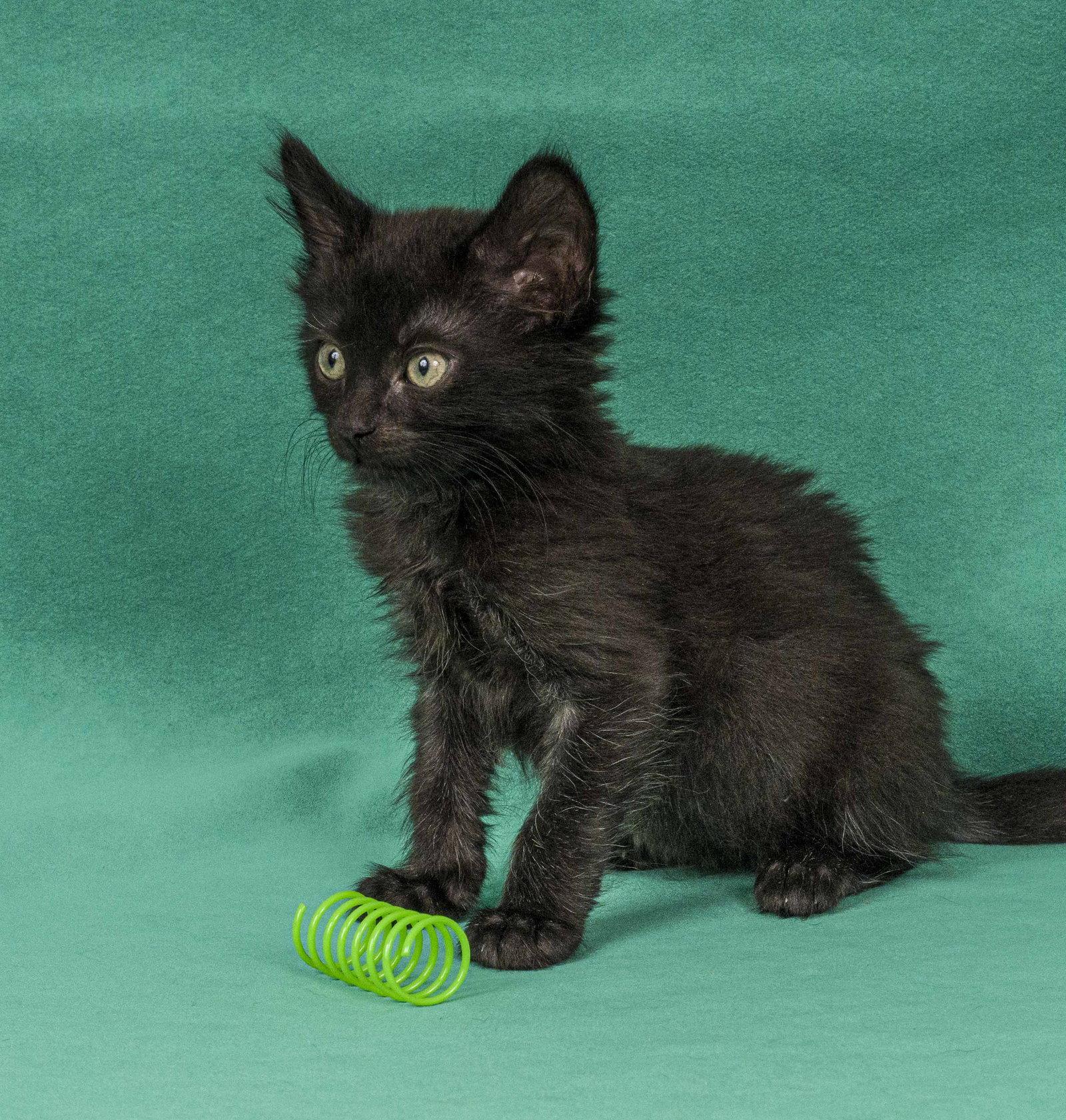 Enlarge Starling, a Adopted Domestic Medium Hair in Davis, CA image 1/3