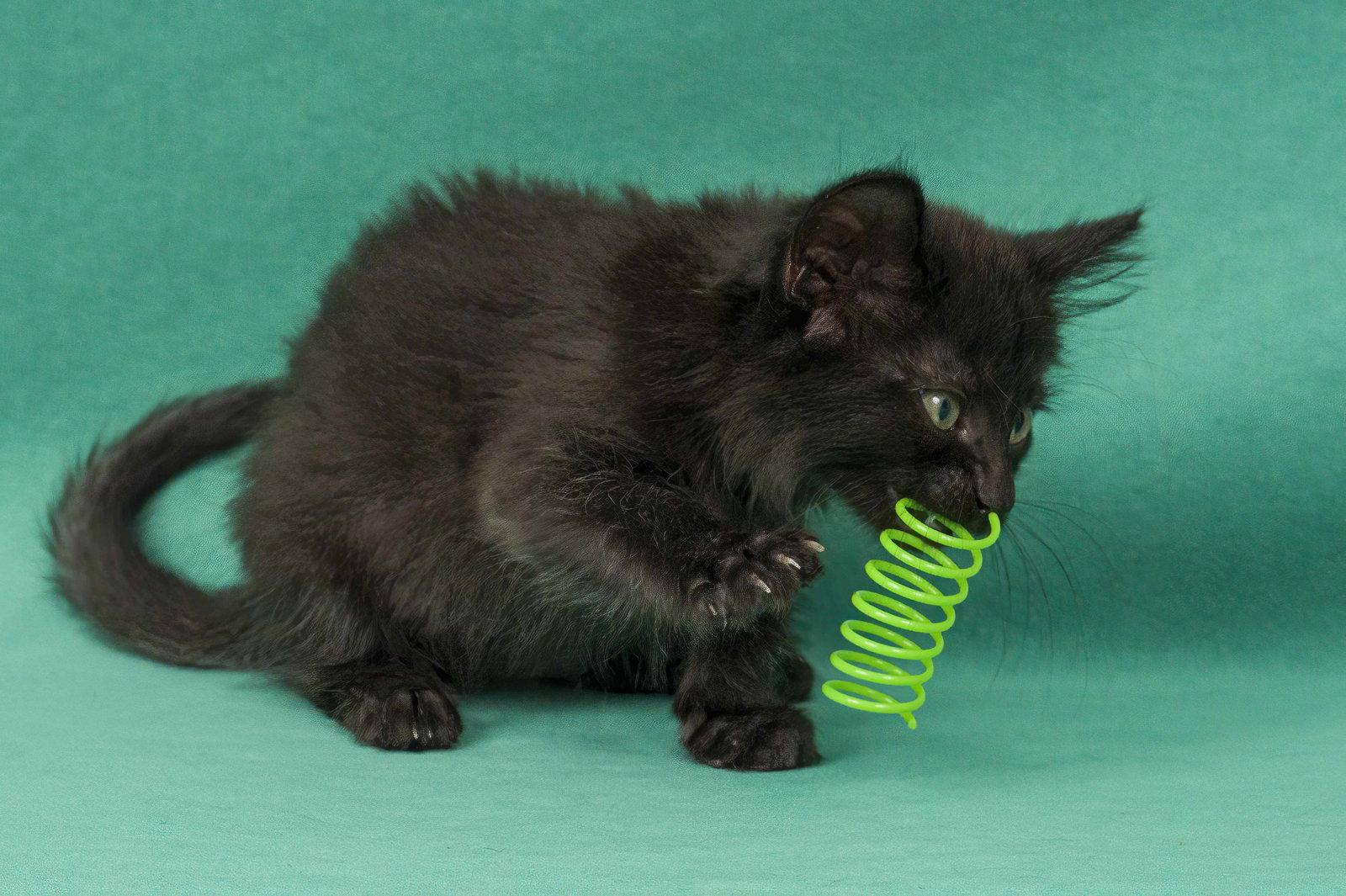 Enlarge Starling, a Adopted Domestic Medium Hair in Davis, CA image 2/3