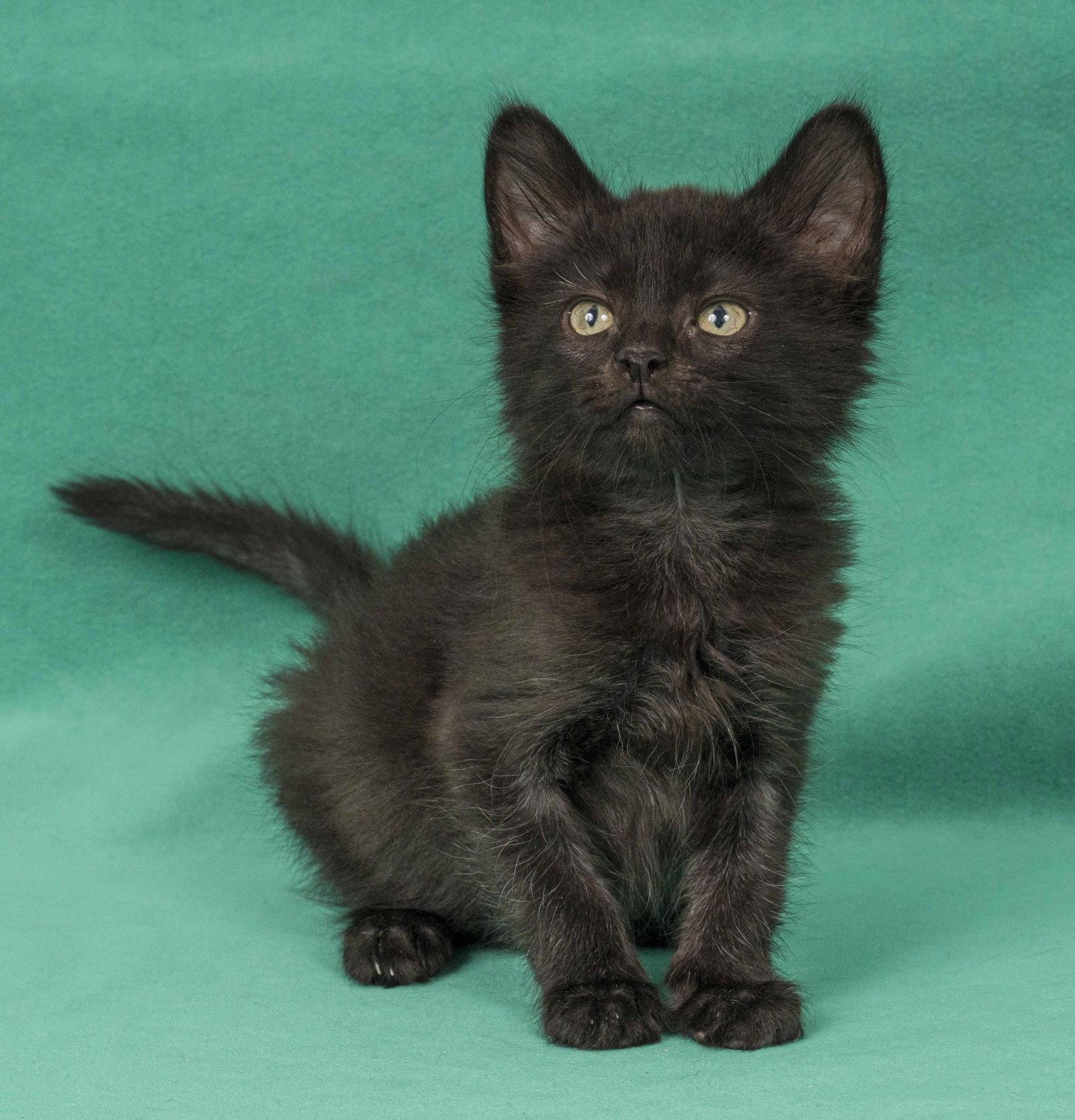 Enlarge Starling, a Adopted Domestic Medium Hair in Davis, CA image 3/3