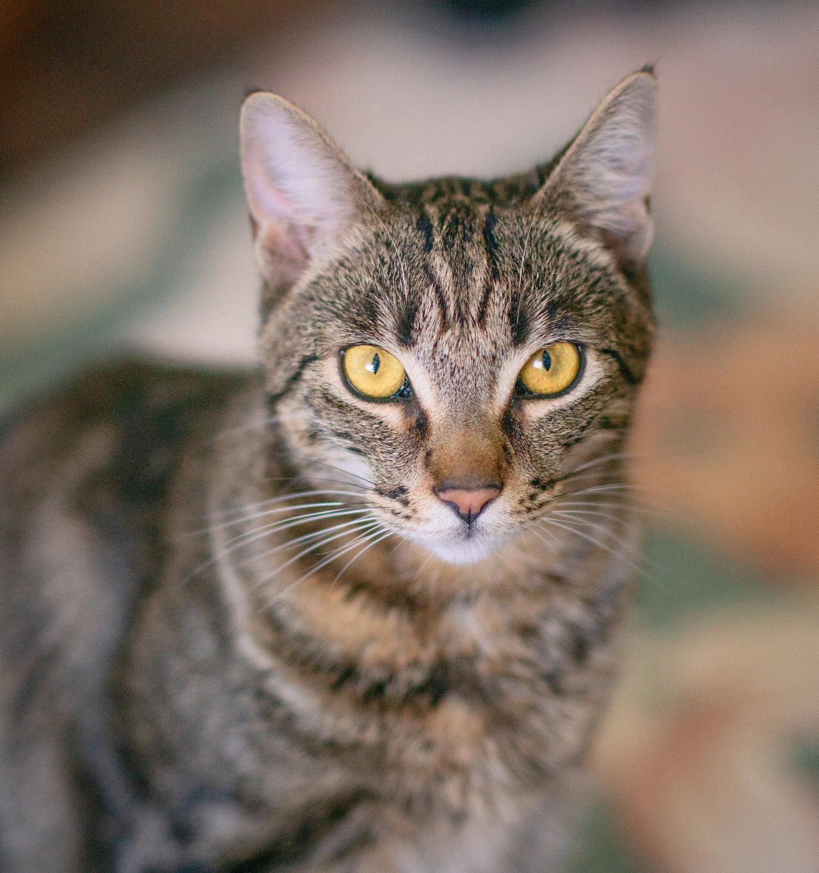 Prince, Adoptable, Adult Male Tabby & Domestic Short Hair.