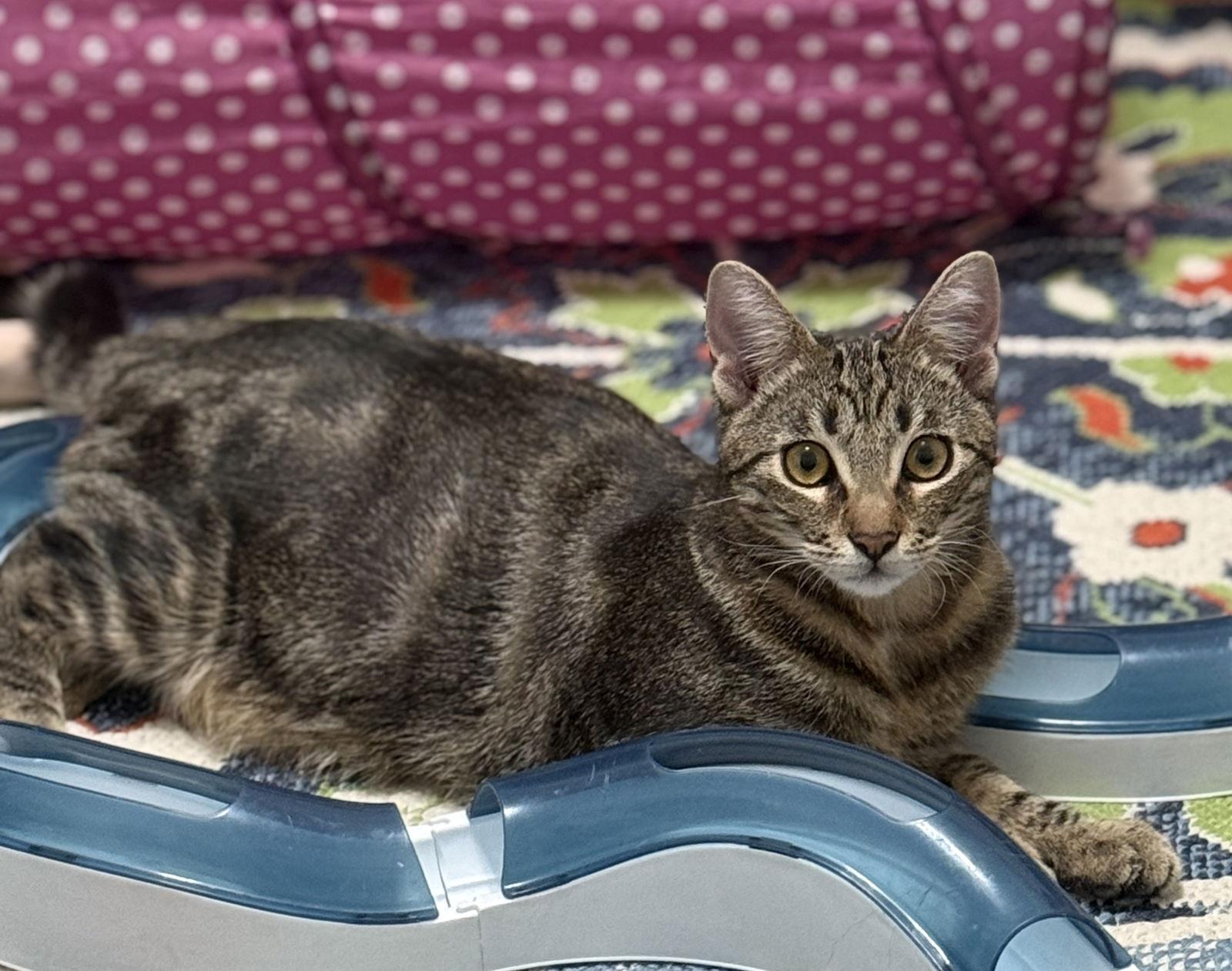 Prince, Adoptable, Kitten Male Tabby & Domestic Short Hair.