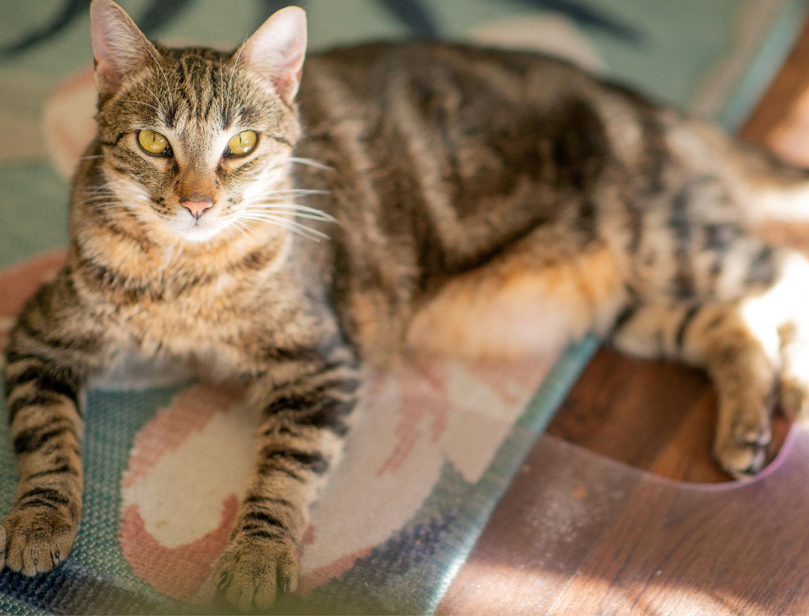 Enlarge Prince, a Adoptable mixed breed in San Jose, CA image 2/3