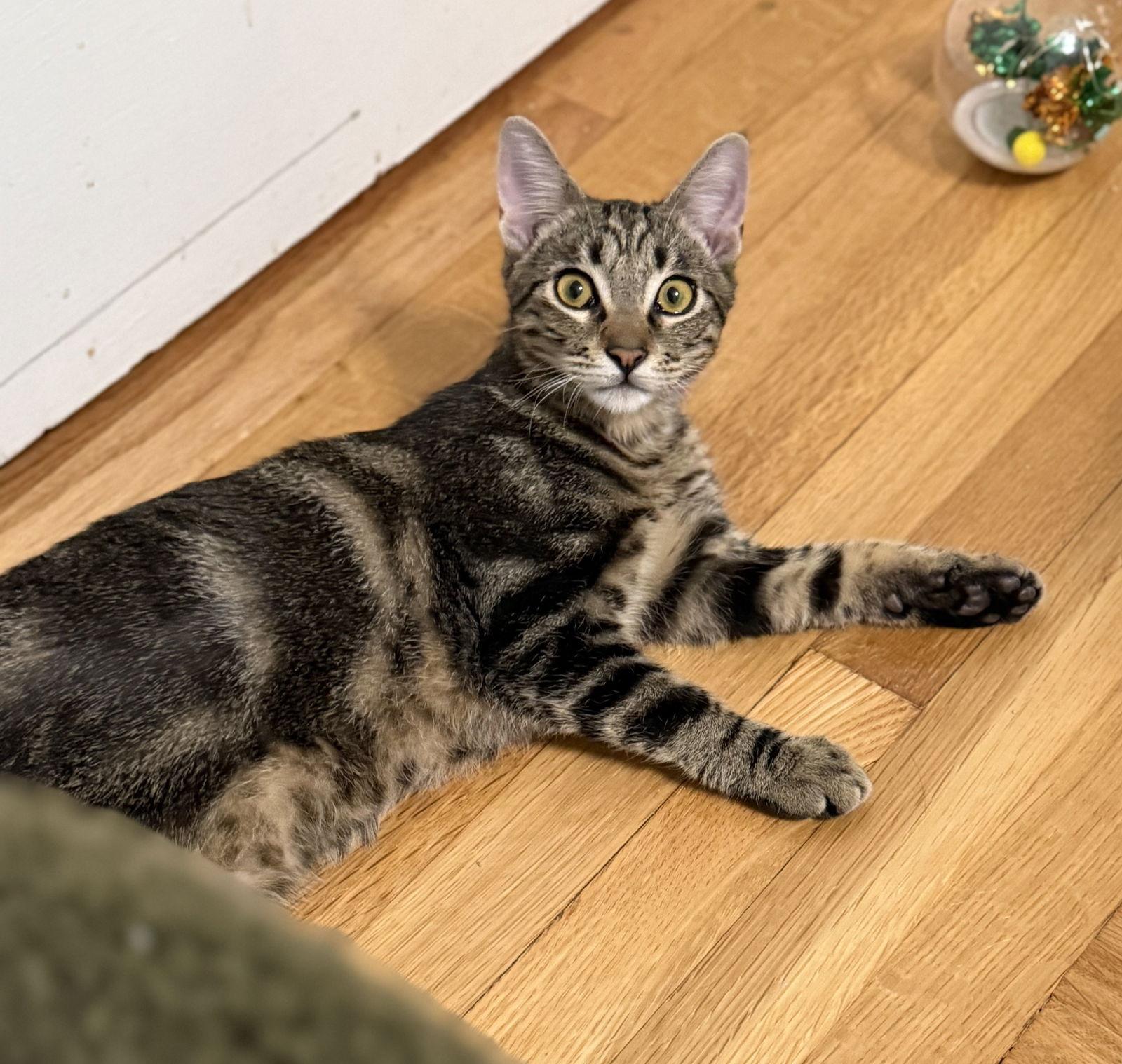 Enlarge Prince, a Adoptable mixed breed in San Jose, CA image 2/2