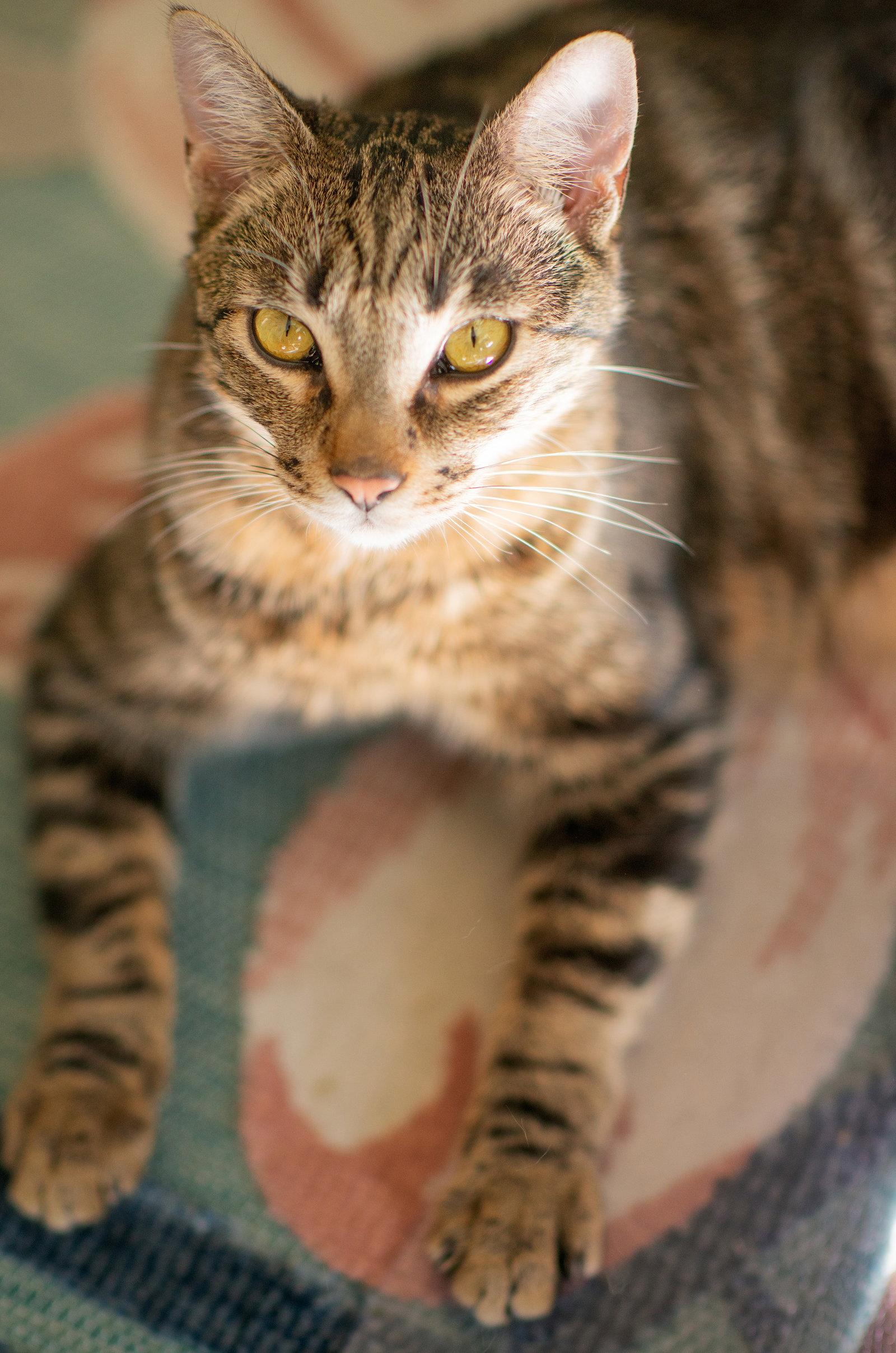 Enlarge Prince, a Adoptable mixed breed in San Jose, CA image 3/3