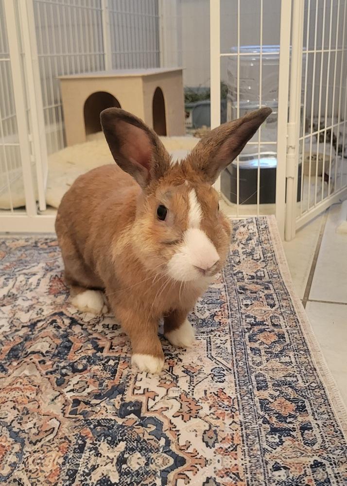 Neo, Adoptable, Adult Male Dutch.