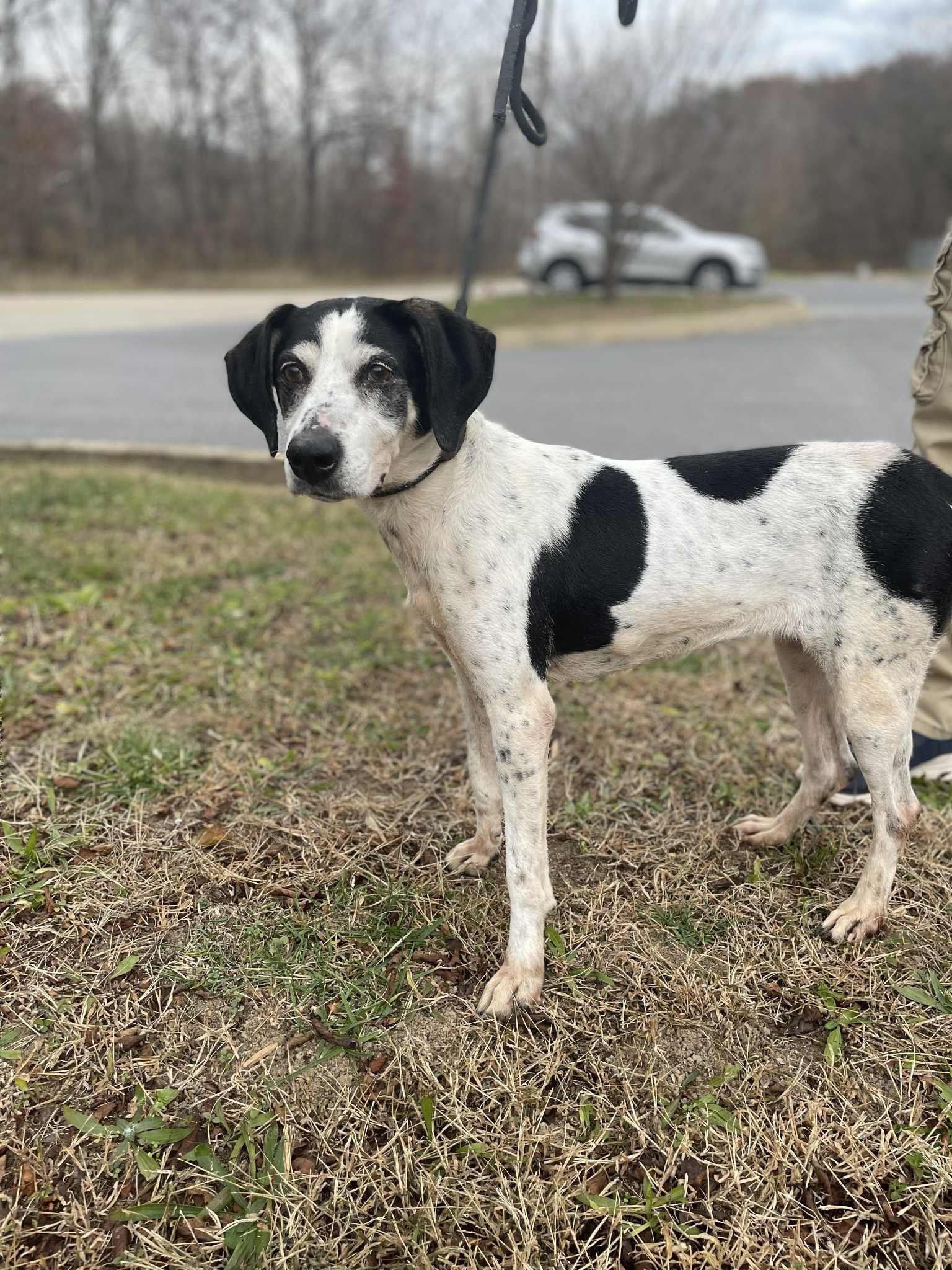 Alice, Adoptable, Adult Female Hound.