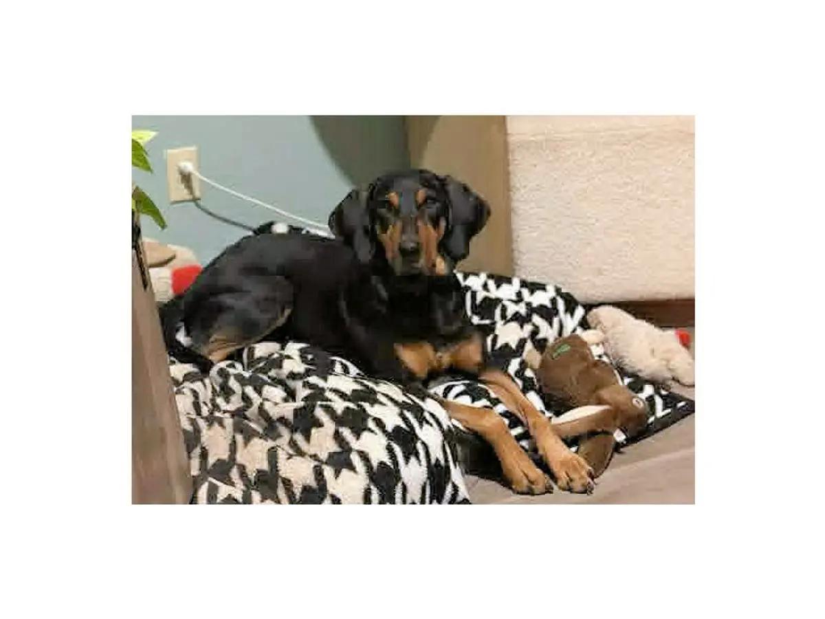Tex (AZ), a ADOPTABLE Bluetick Coonhound in Jackson, CA image 2/2