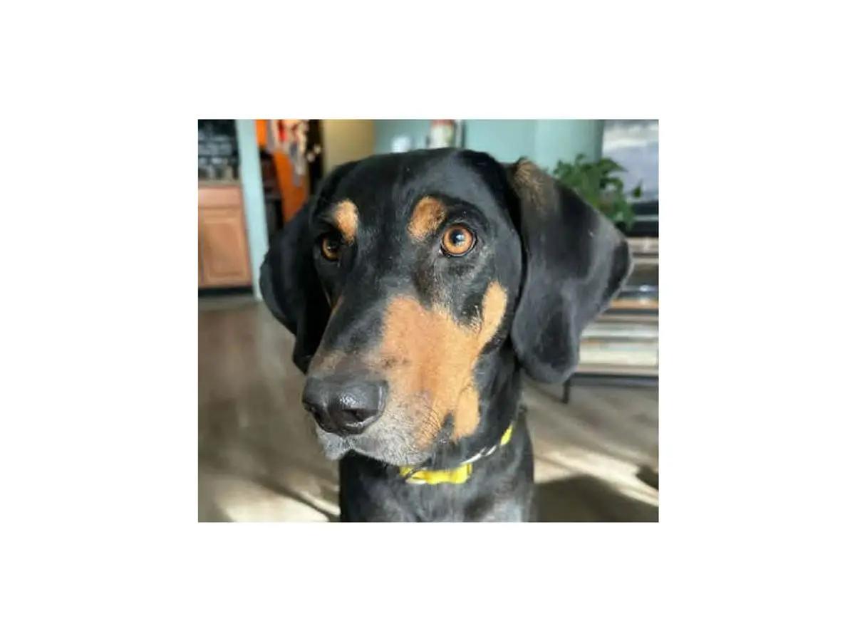 Tex (AZ), a ADOPTABLE Bluetick Coonhound in Jackson, CA image 1/2