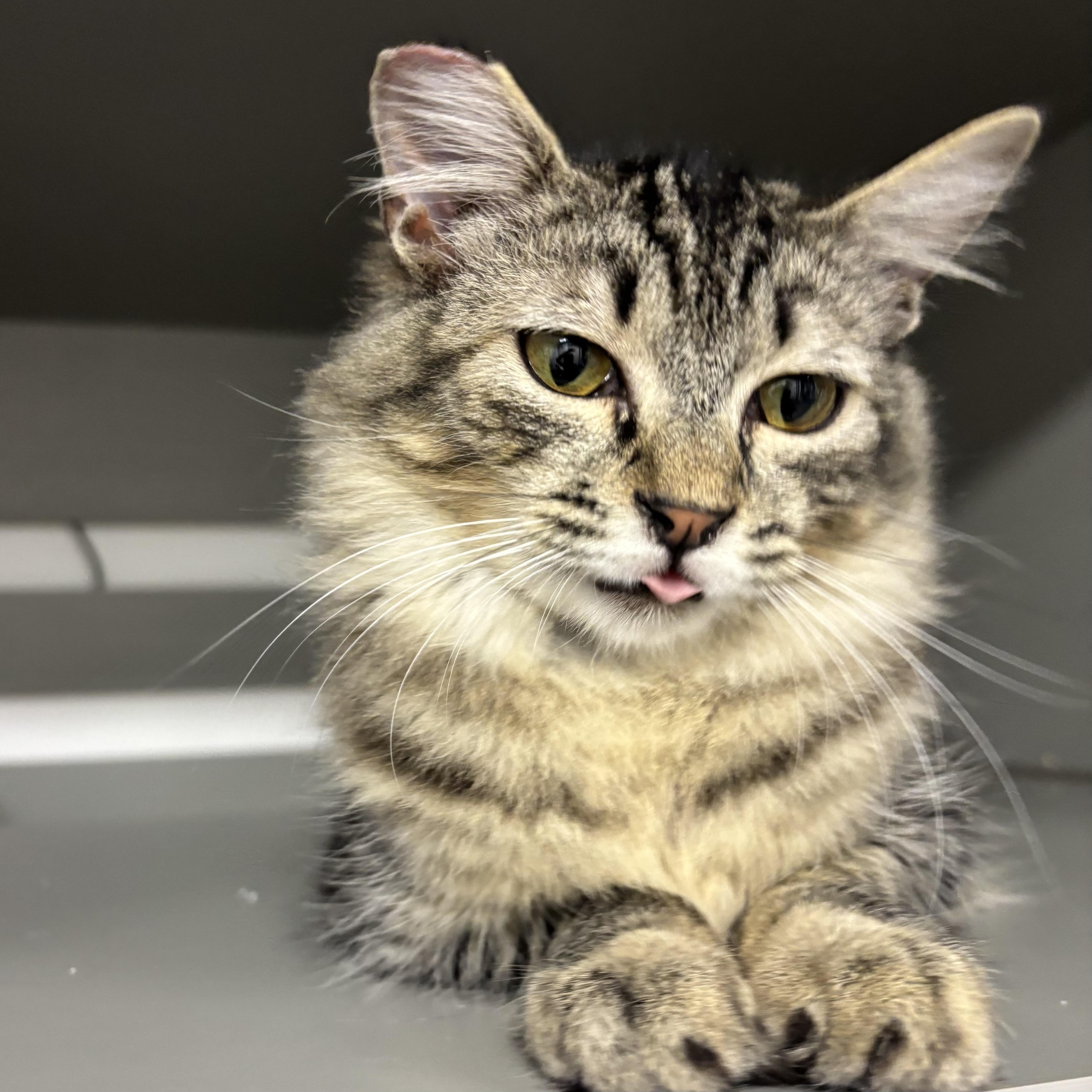 Scout, a ADOPTABLE Domestic Medium Hair in Renton , WA image 1/6