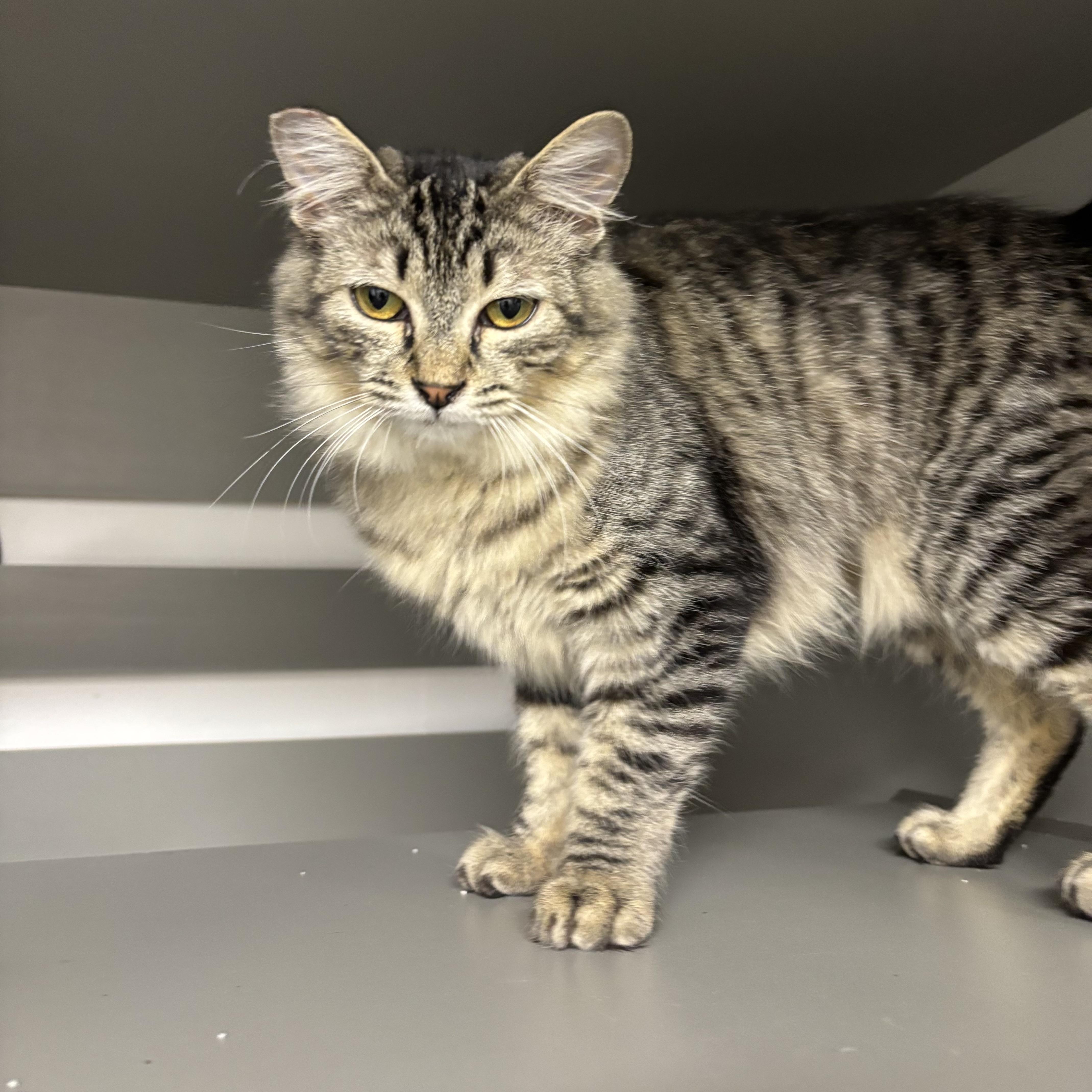Scout, a ADOPTABLE Domestic Medium Hair in Renton , WA image 3/6