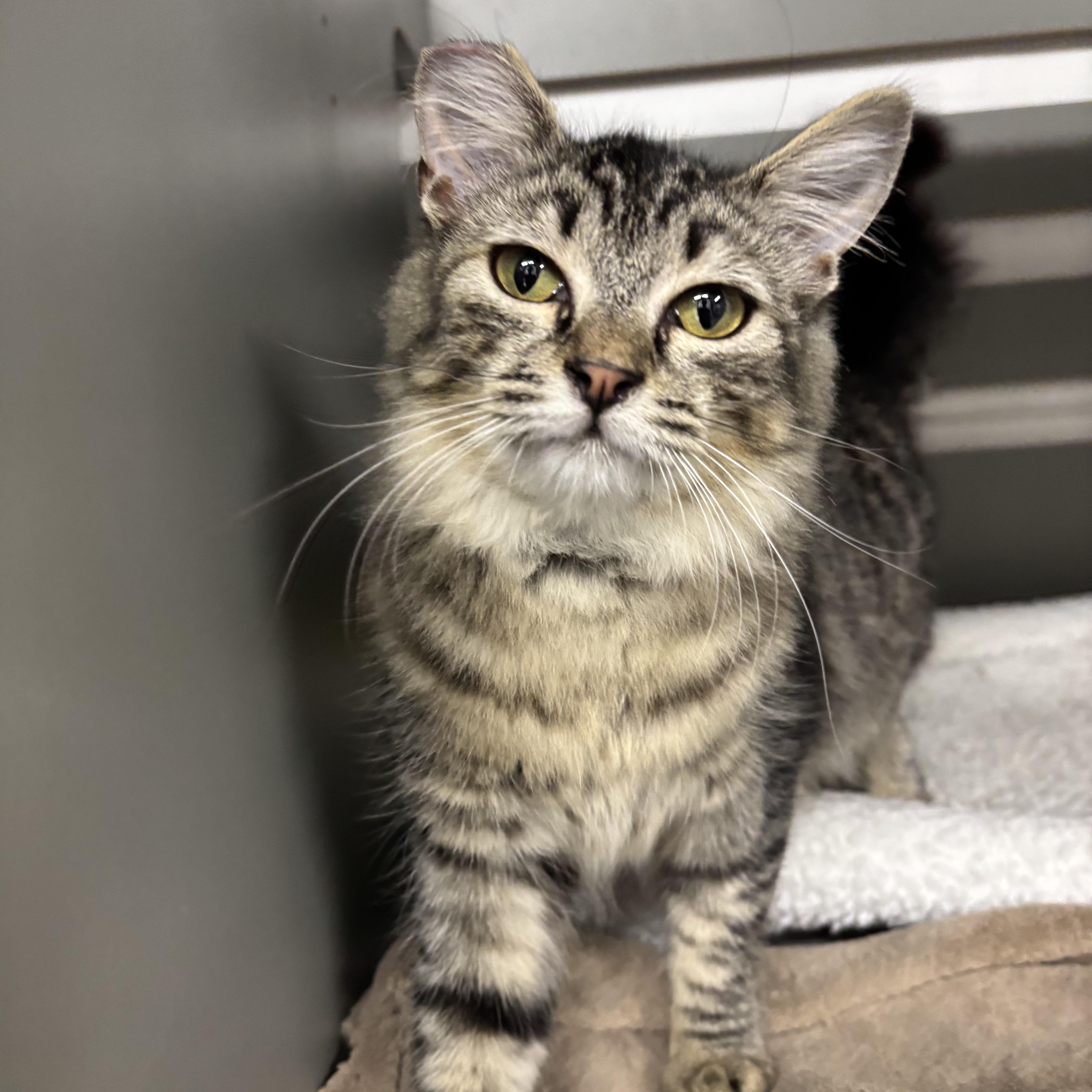 Scout, a ADOPTABLE Domestic Medium Hair in Renton , WA image 5/6