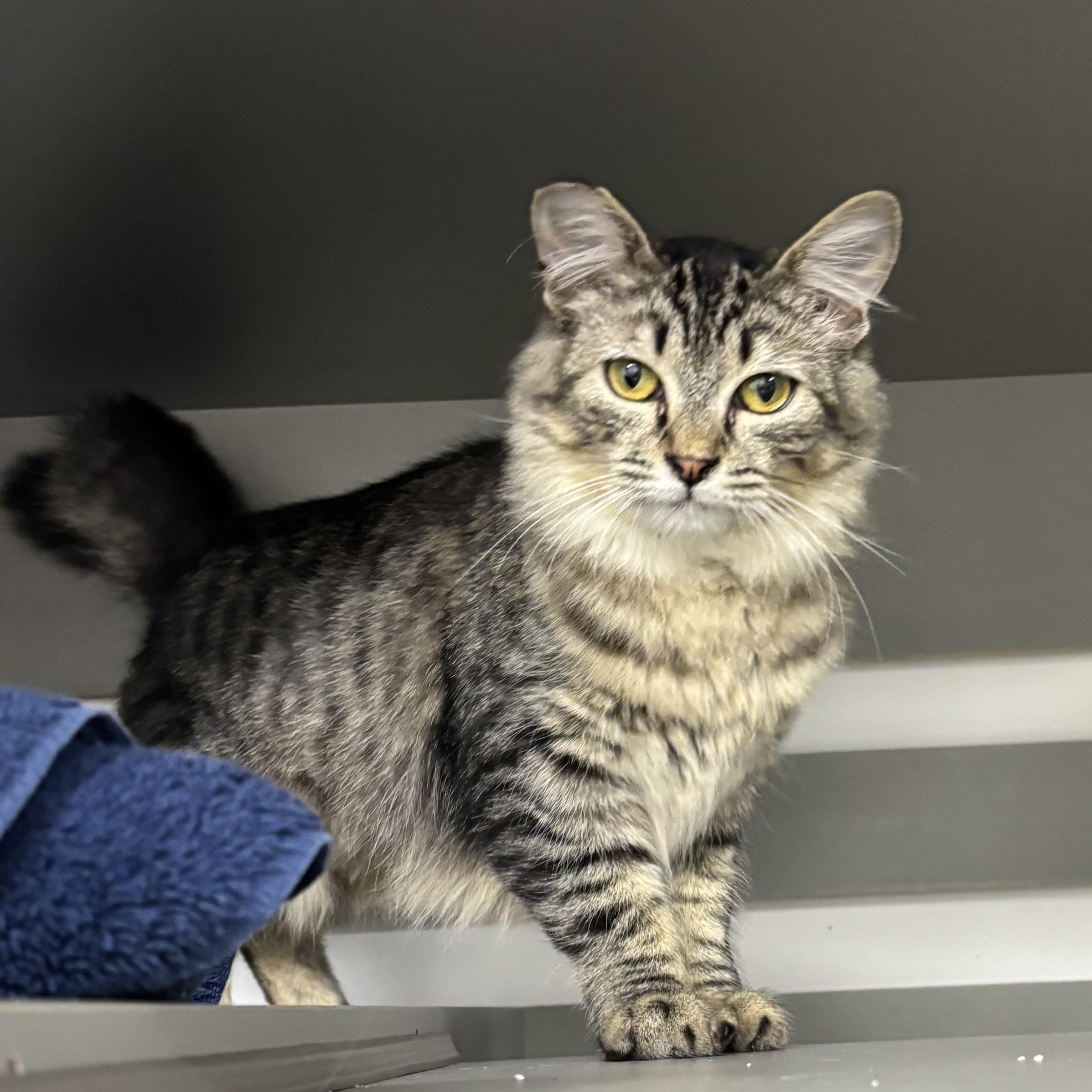 Scout, a ADOPTABLE Domestic Medium Hair in Renton , WA image 4/6