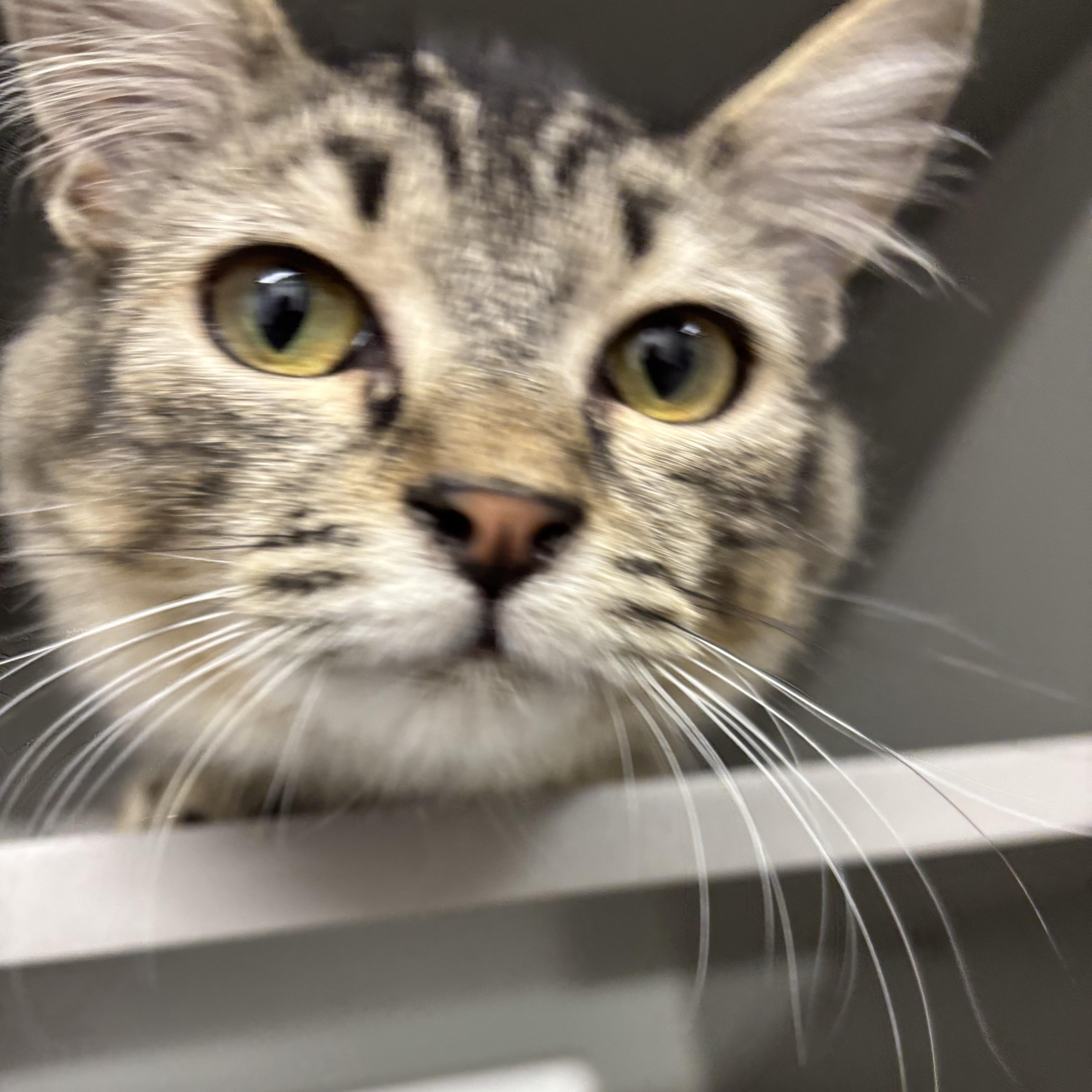 Scout, a ADOPTABLE Domestic Medium Hair in Renton , WA image 2/6