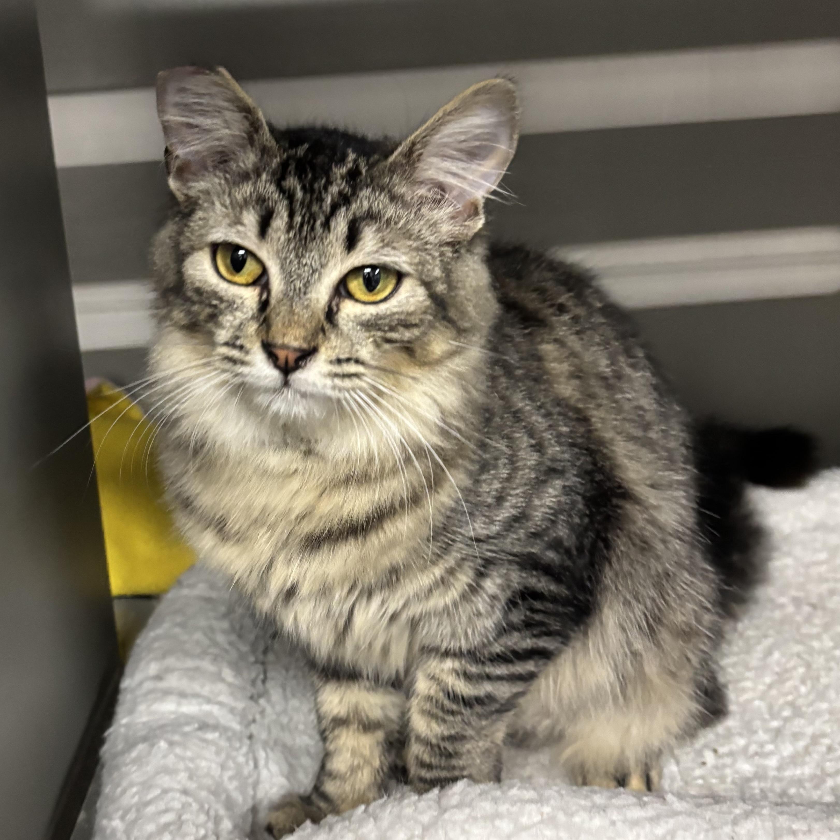 Scout, a ADOPTABLE Domestic Medium Hair in Renton , WA image 6/6