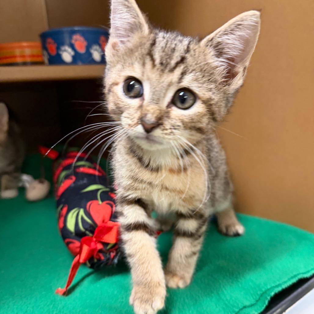Enlarge Kiwi, a Adoptable Domestic Short Hair in Middlebury, VT image 1/5