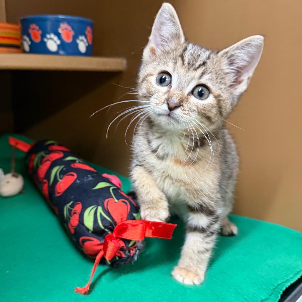 Enlarge Kiwi, a Adoptable Domestic Short Hair in Middlebury, VT image 2/5