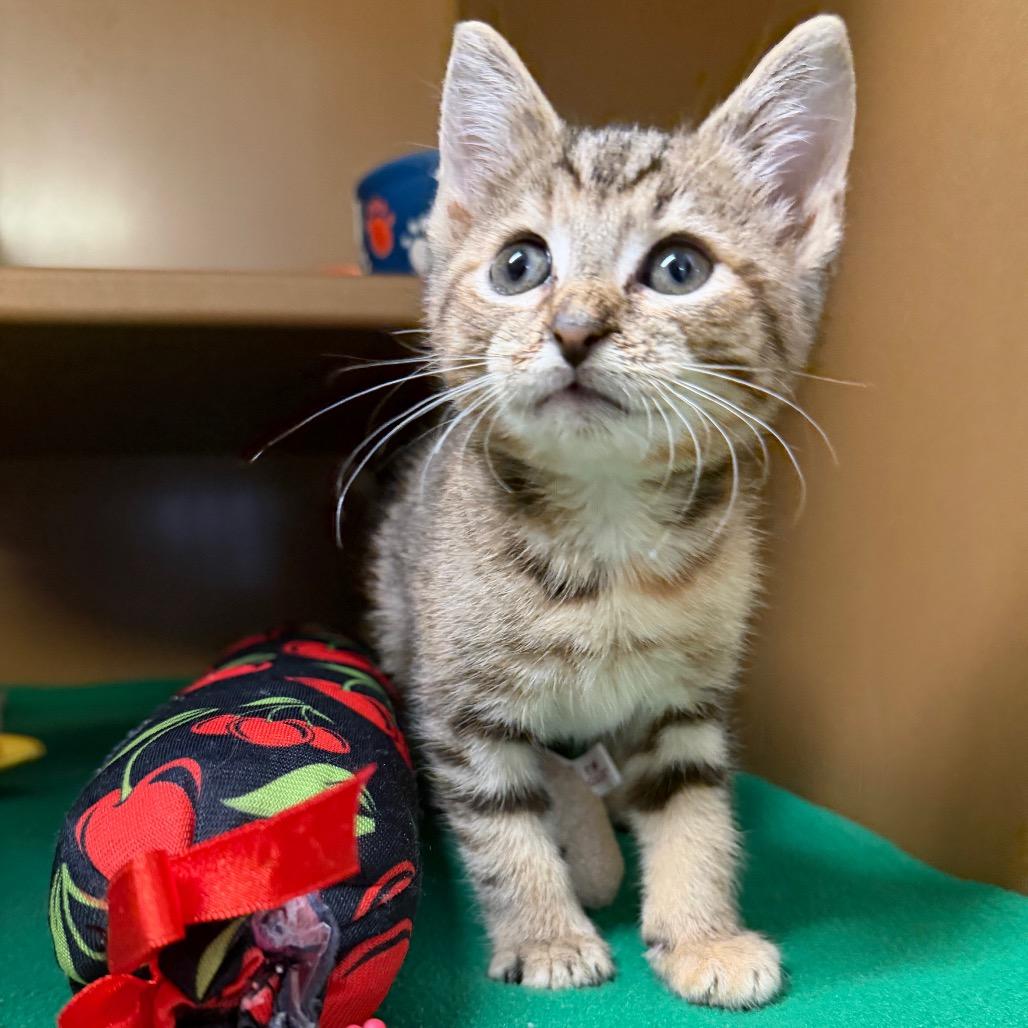 Enlarge Kiwi, a Adoptable Domestic Short Hair in Middlebury, VT image 3/5