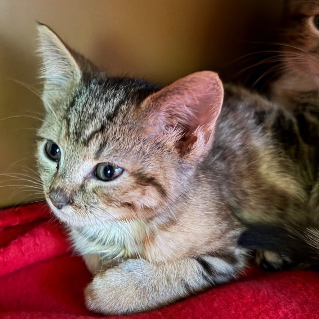 Enlarge Kiwi, a Adoptable Domestic Short Hair in Middlebury, VT image 4/5