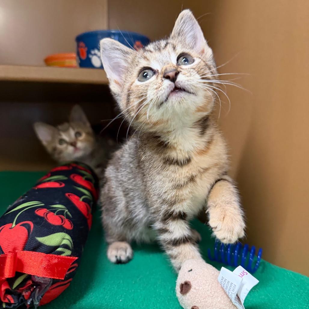 Enlarge Kiwi, a Adoptable Domestic Short Hair in Middlebury, VT image 5/5