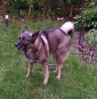 Shadow, Adopted, Senior Male Norwegian Elkhound.