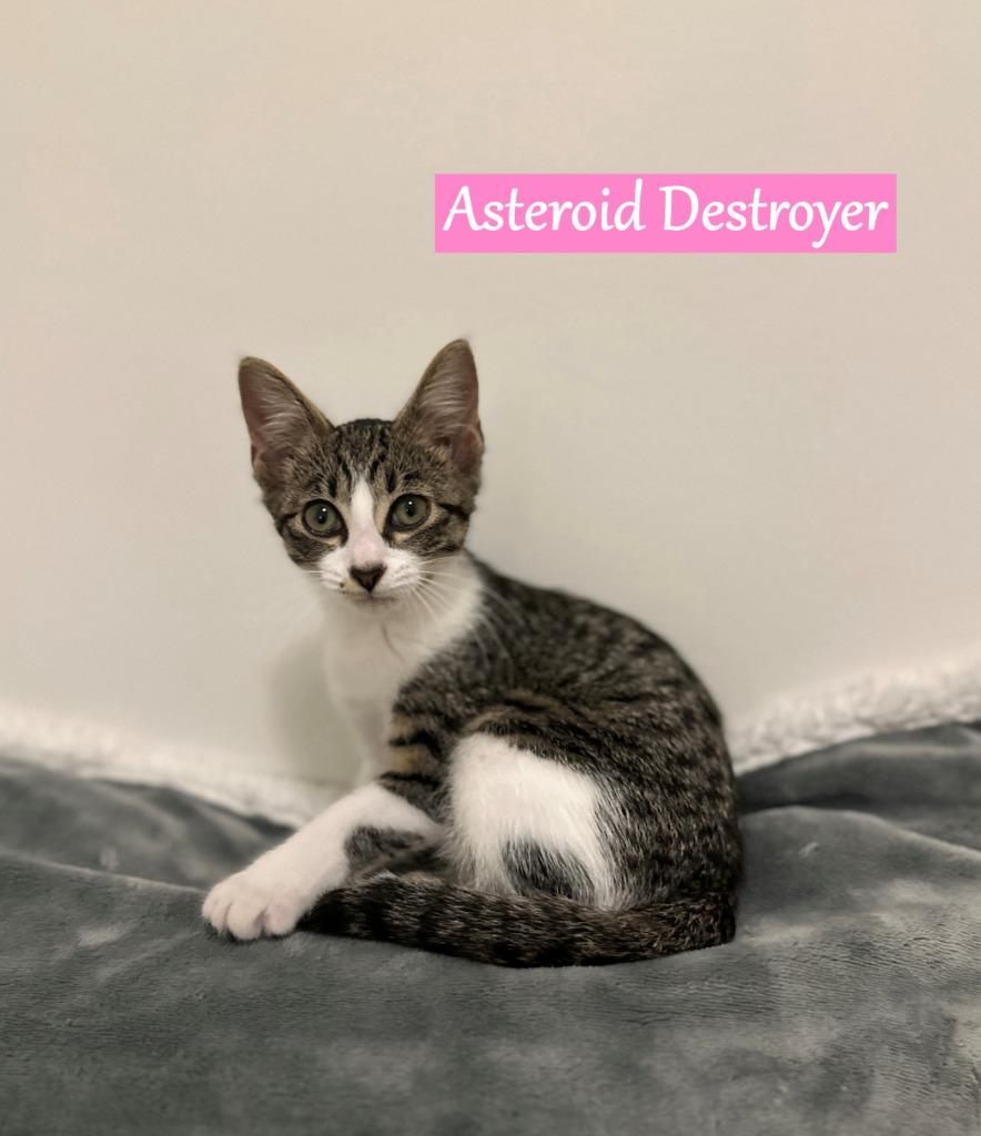 Enlarge Asteroid Destroyer, a Adopted mixed breed in Hoover , AL image 3/3