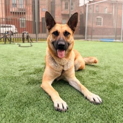 MISTY, Adoptable, Young Female German Shepherd Dog.