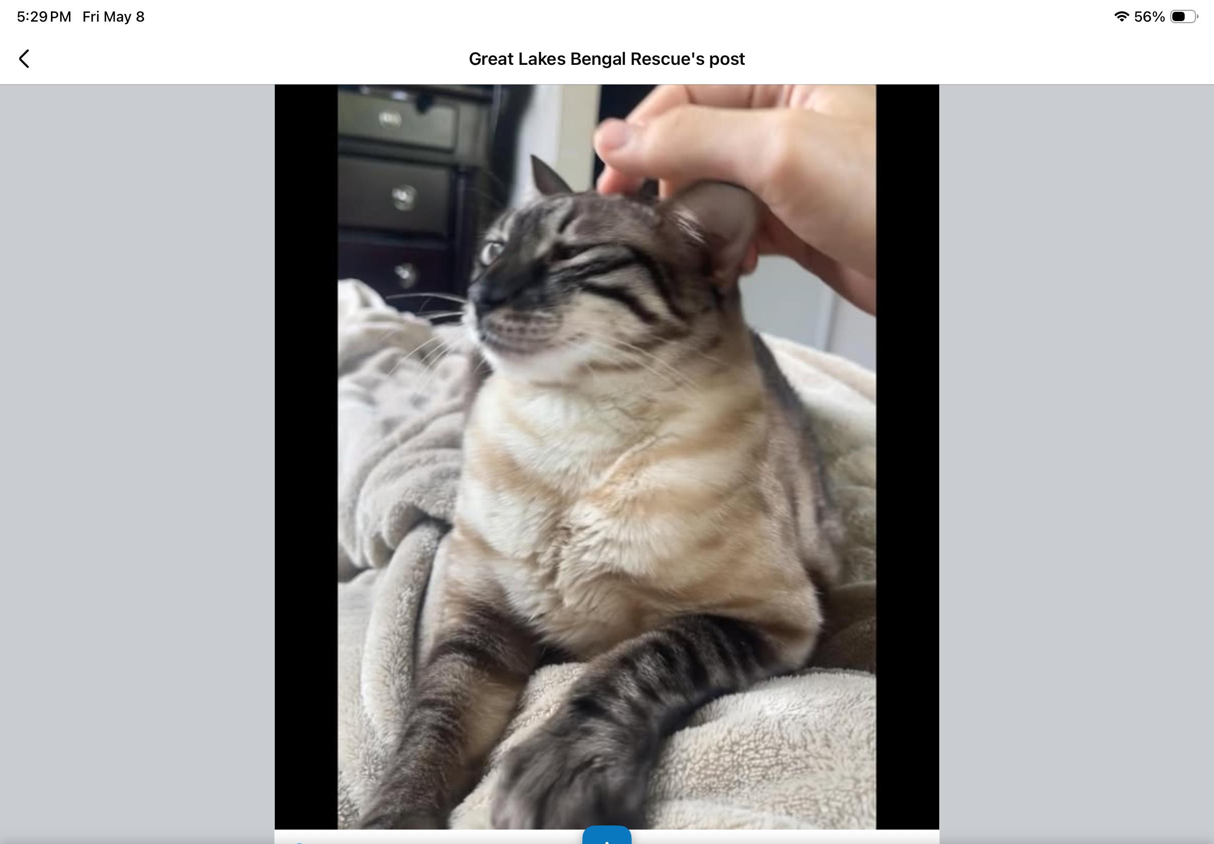 Penelope - OH, a ADOPTABLE Bengal in Louisville, KY image 2/3