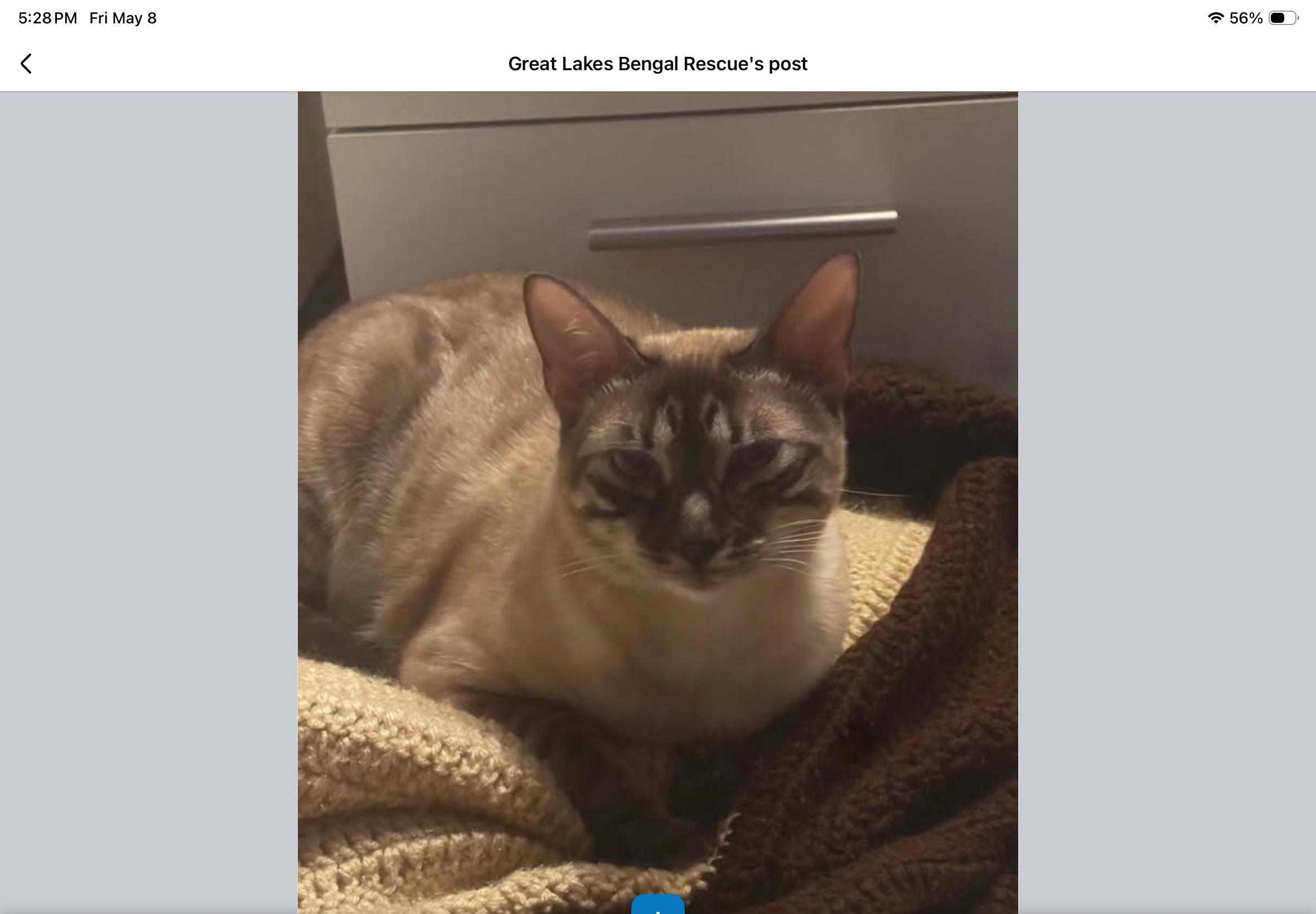 Penelope - OH, ADOPTABLE, Adult Female Bengal.