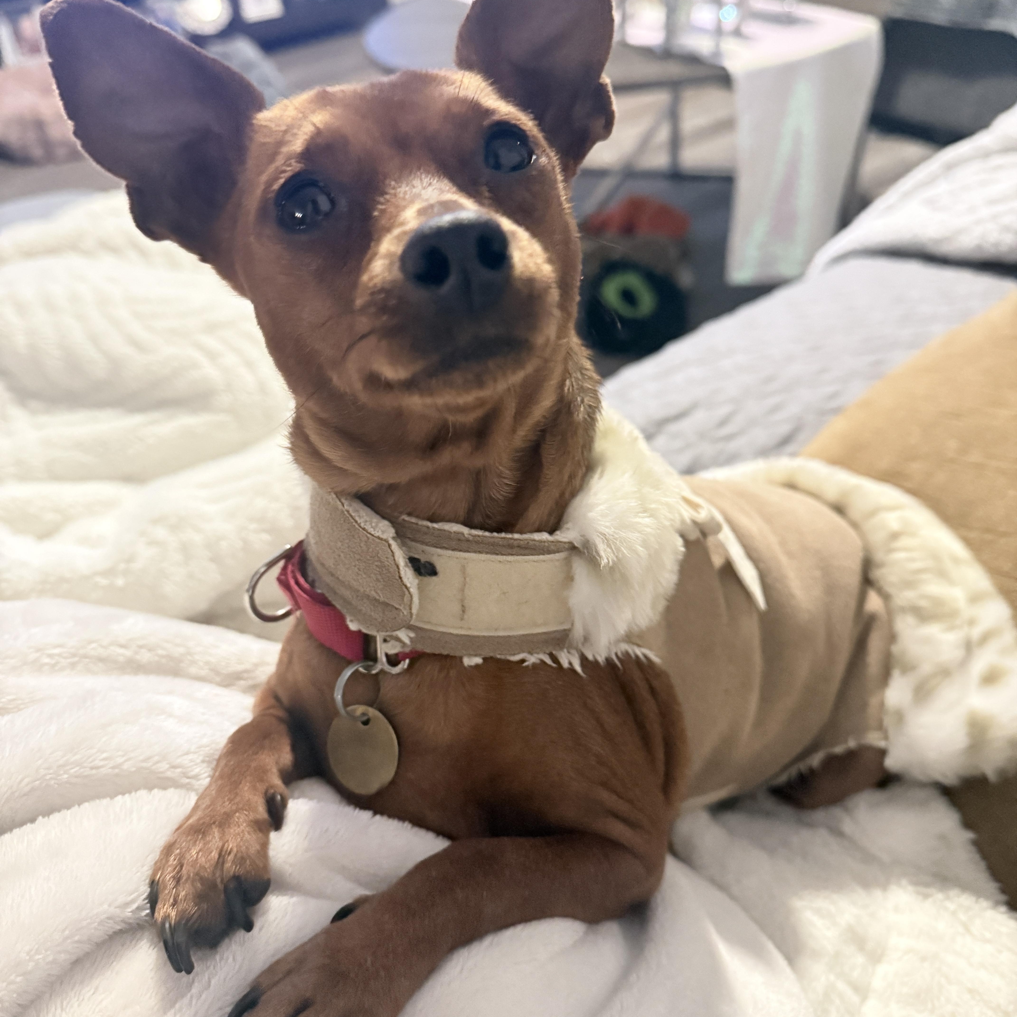 Enlarge Piper, an adopted Miniature Pinscher in Sacramento, CA image 2/3