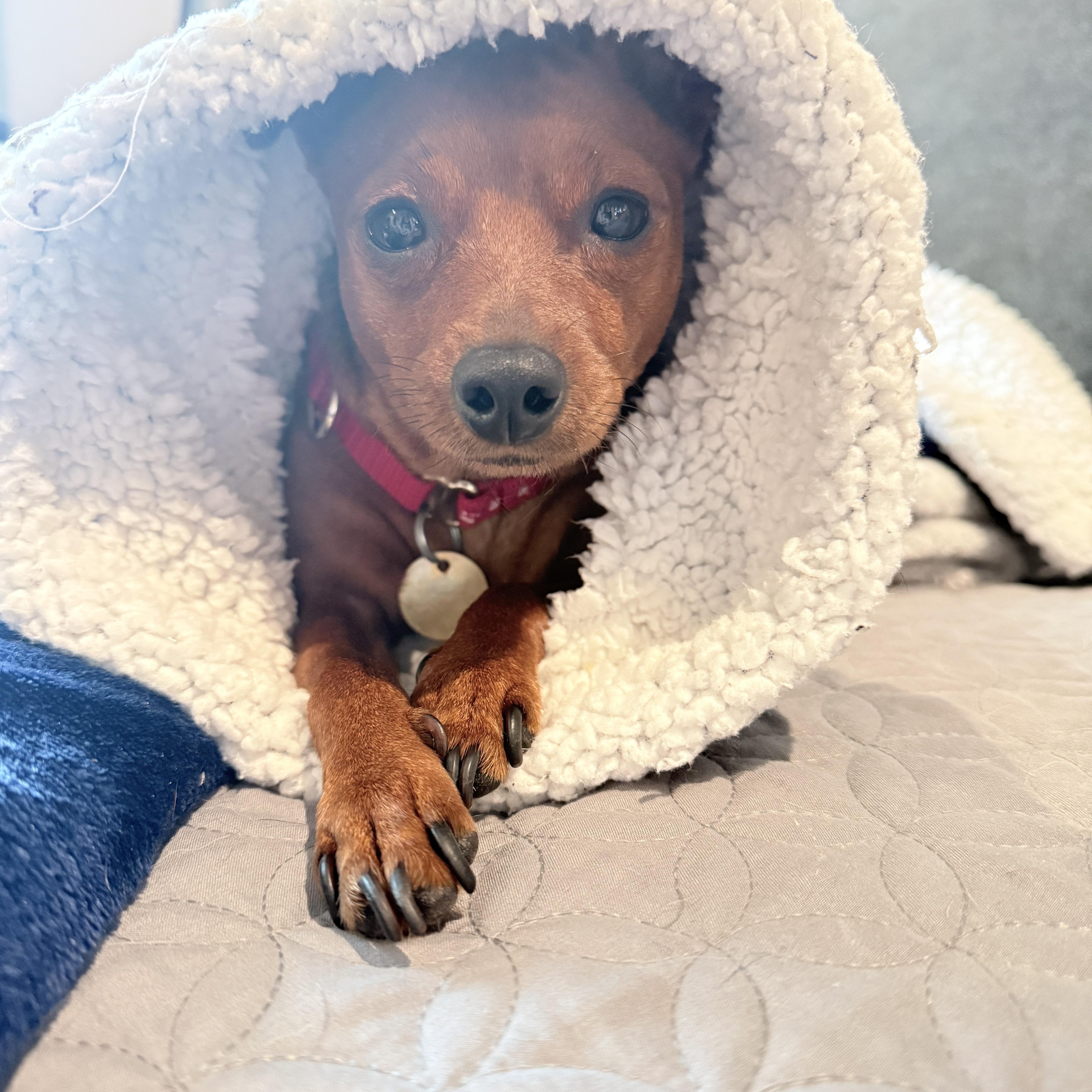Piper, adopted, Adult Female Miniature Pinscher.