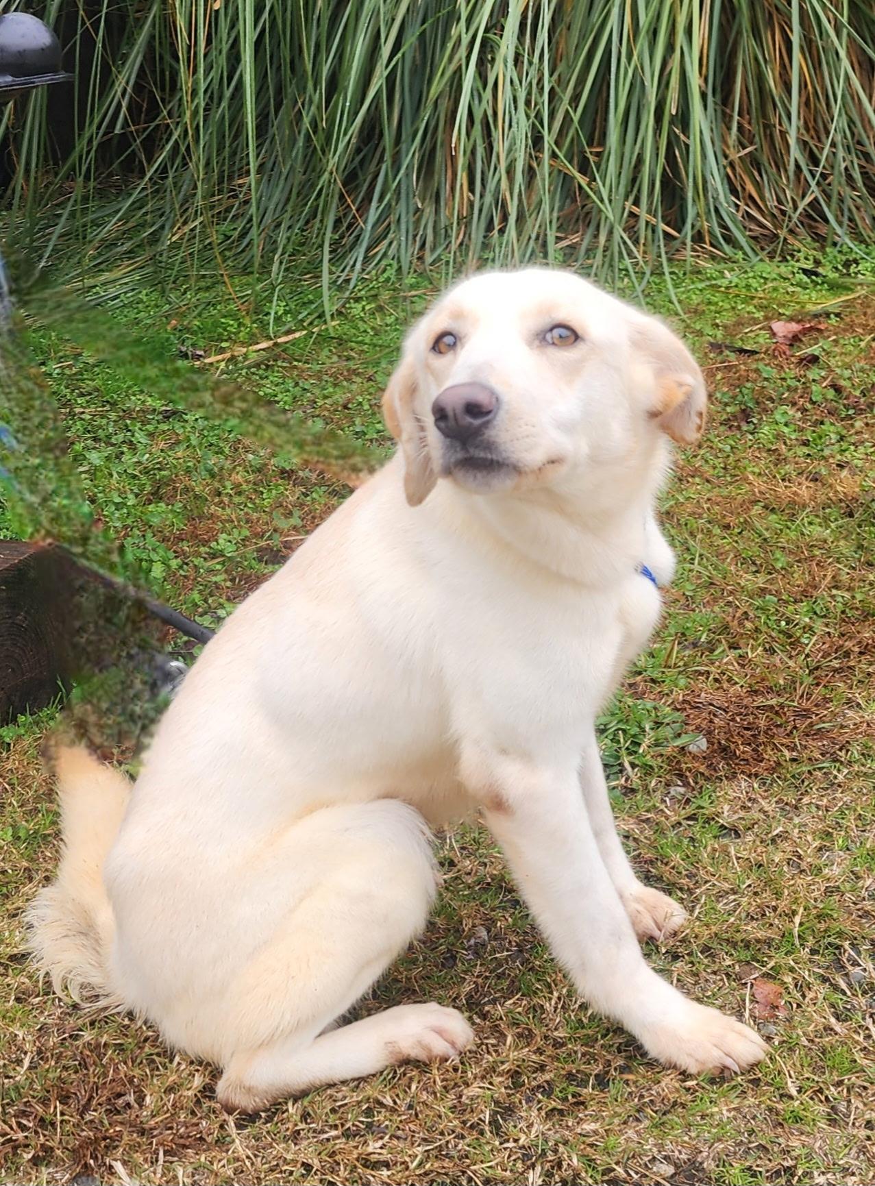 Emma, ADOPTABLE, Young Female Labrador Retriever.