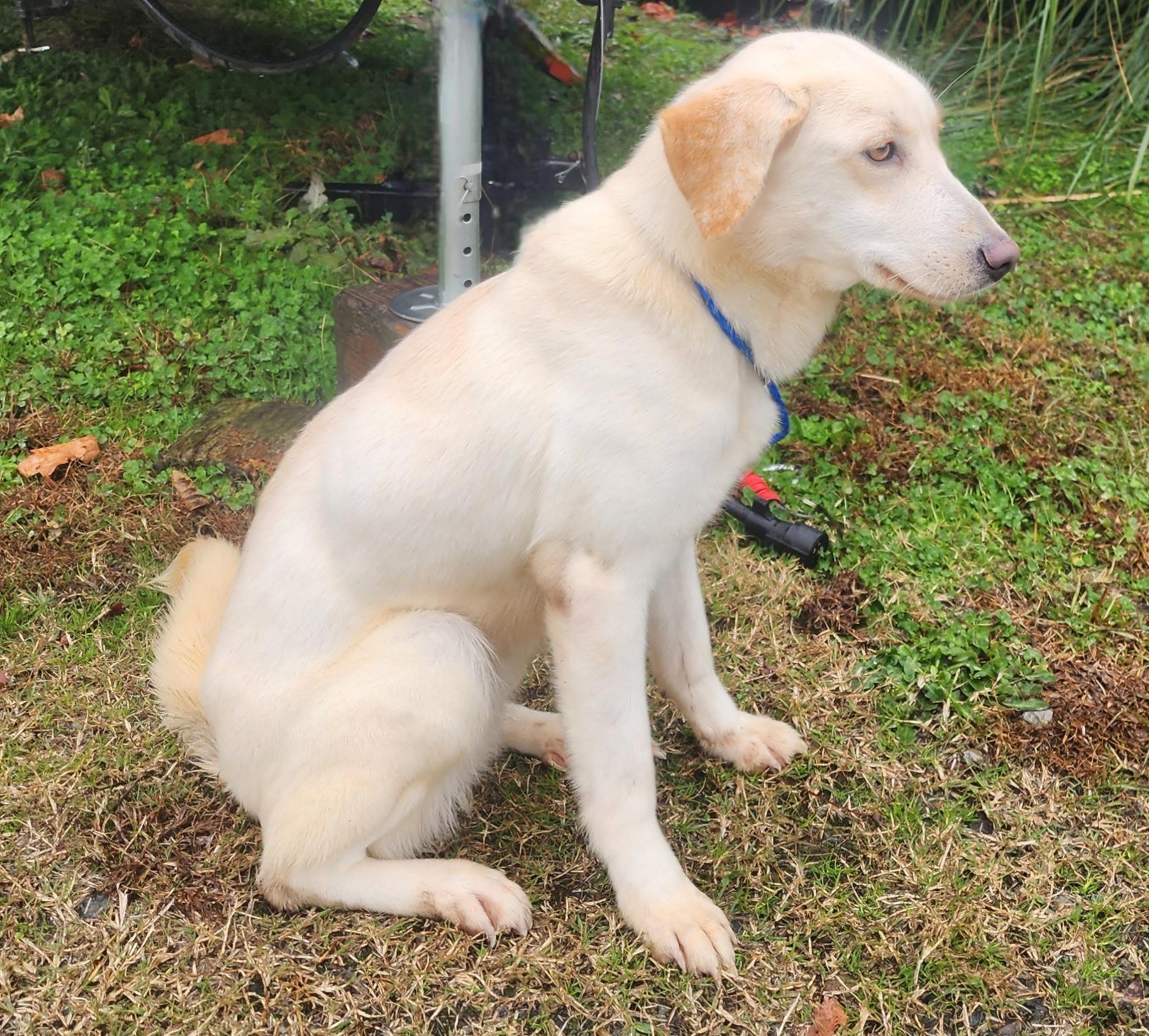 Enlarge Emma, a ADOPTABLE mixed breed in Manhasset, NY image 2/5