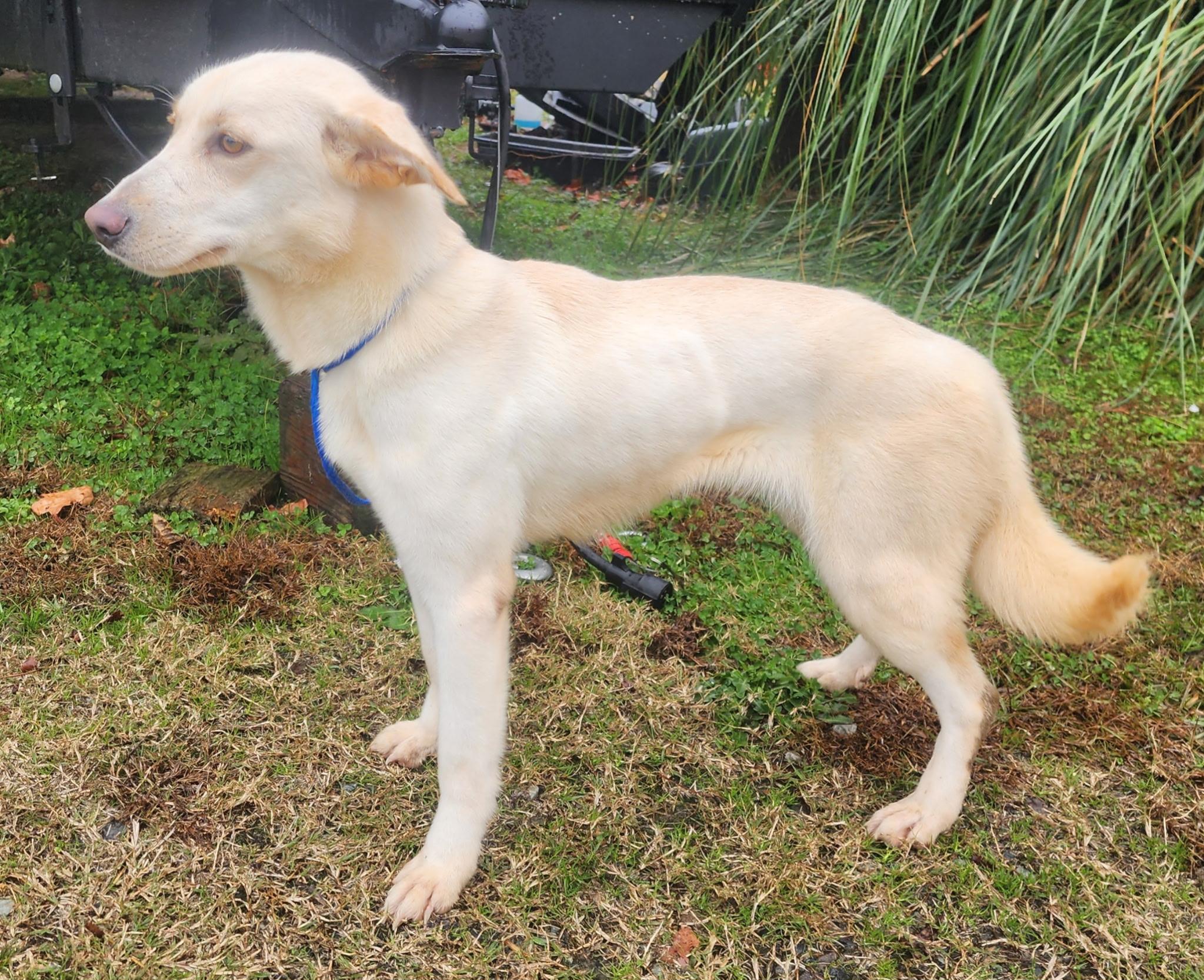 Enlarge Emma, a ADOPTABLE mixed breed in Manhasset, NY image 3/5