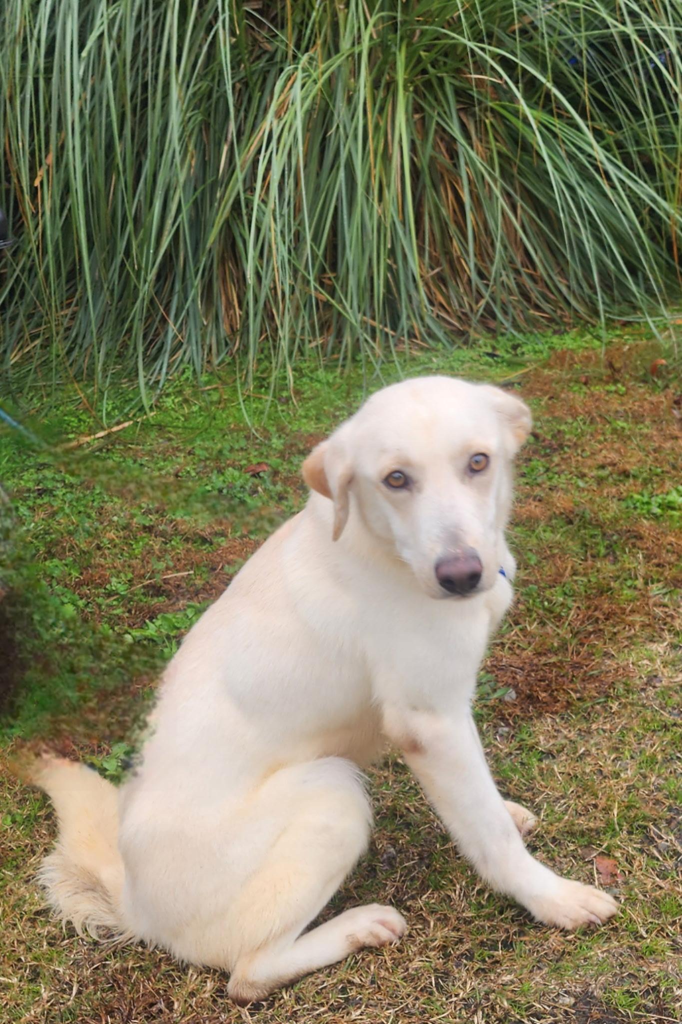 Enlarge Emma, a ADOPTABLE mixed breed in Manhasset, NY image 4/5